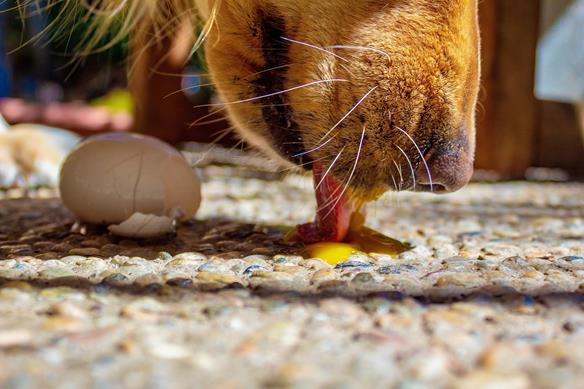 cachorro pode comer ovo de codorna cozido