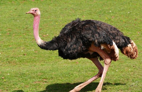 o que avestruz come