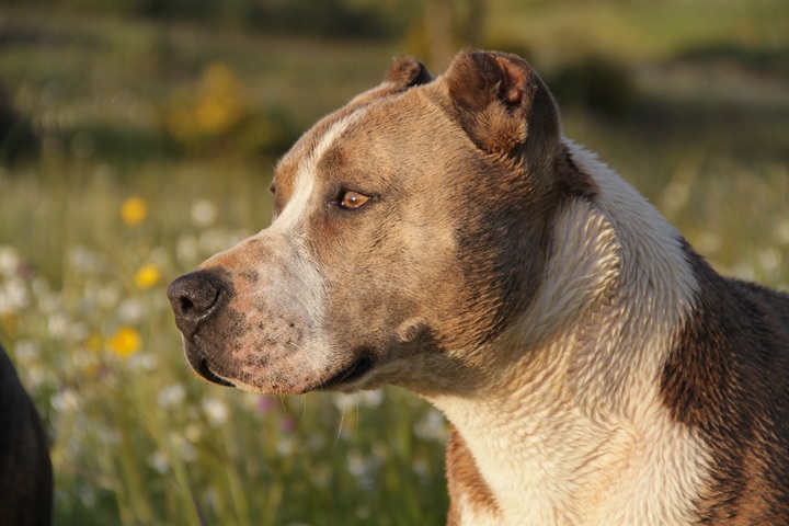 lista das 20 raças de cachorros mais perigosas do mundo