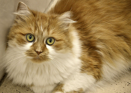 Conheça tudo sobre o gato persa