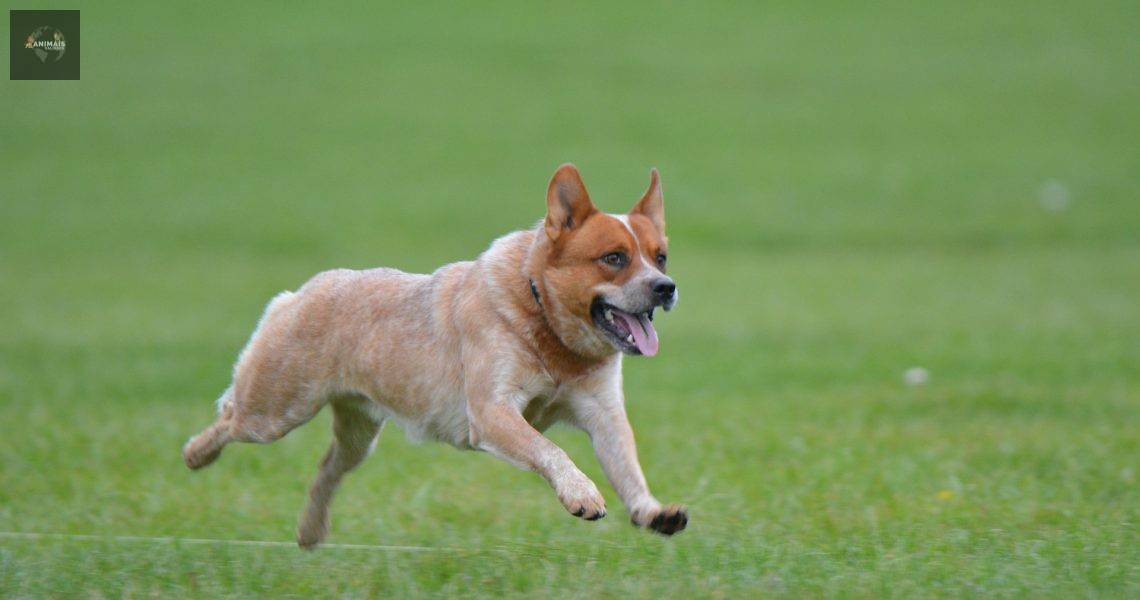 Conheça a raça cachorro boiadeiro ou Boiadeiro Australiano