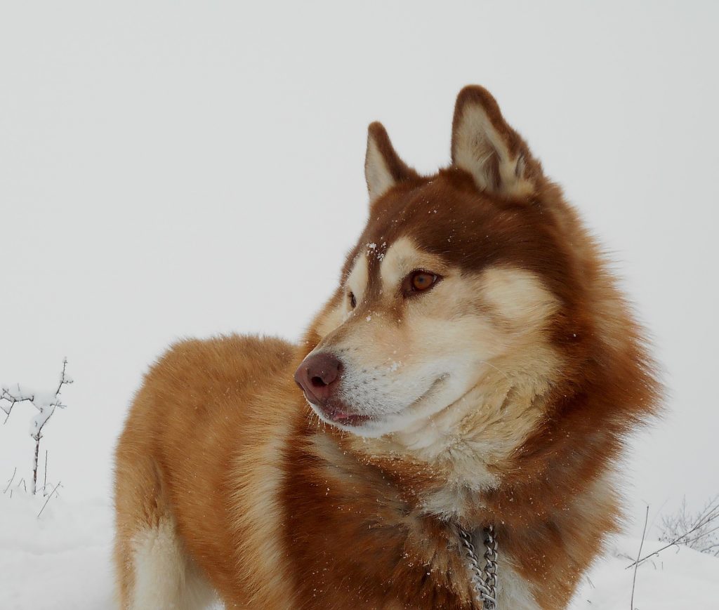 Husky Siberiano Agouti é parecida com a de um lobo.