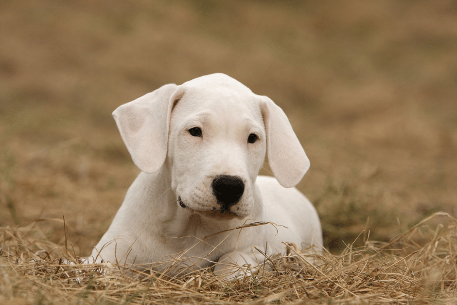 Qual é a média de tamanho e peso de um Dogo Argentino?