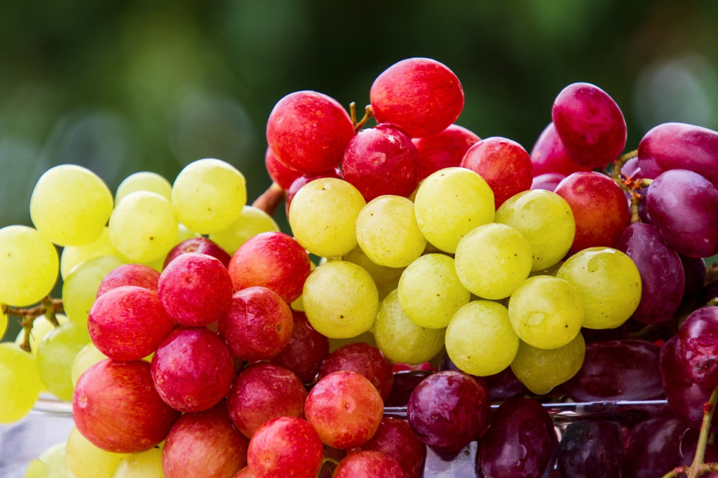 alimentos