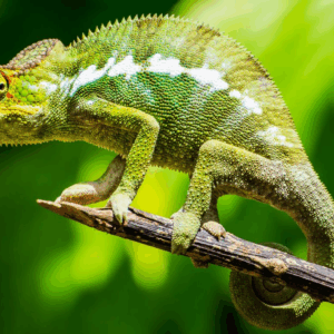O Reino Animal Revelado: Fatos Curiosos que Vão Explodir Sua Mente!