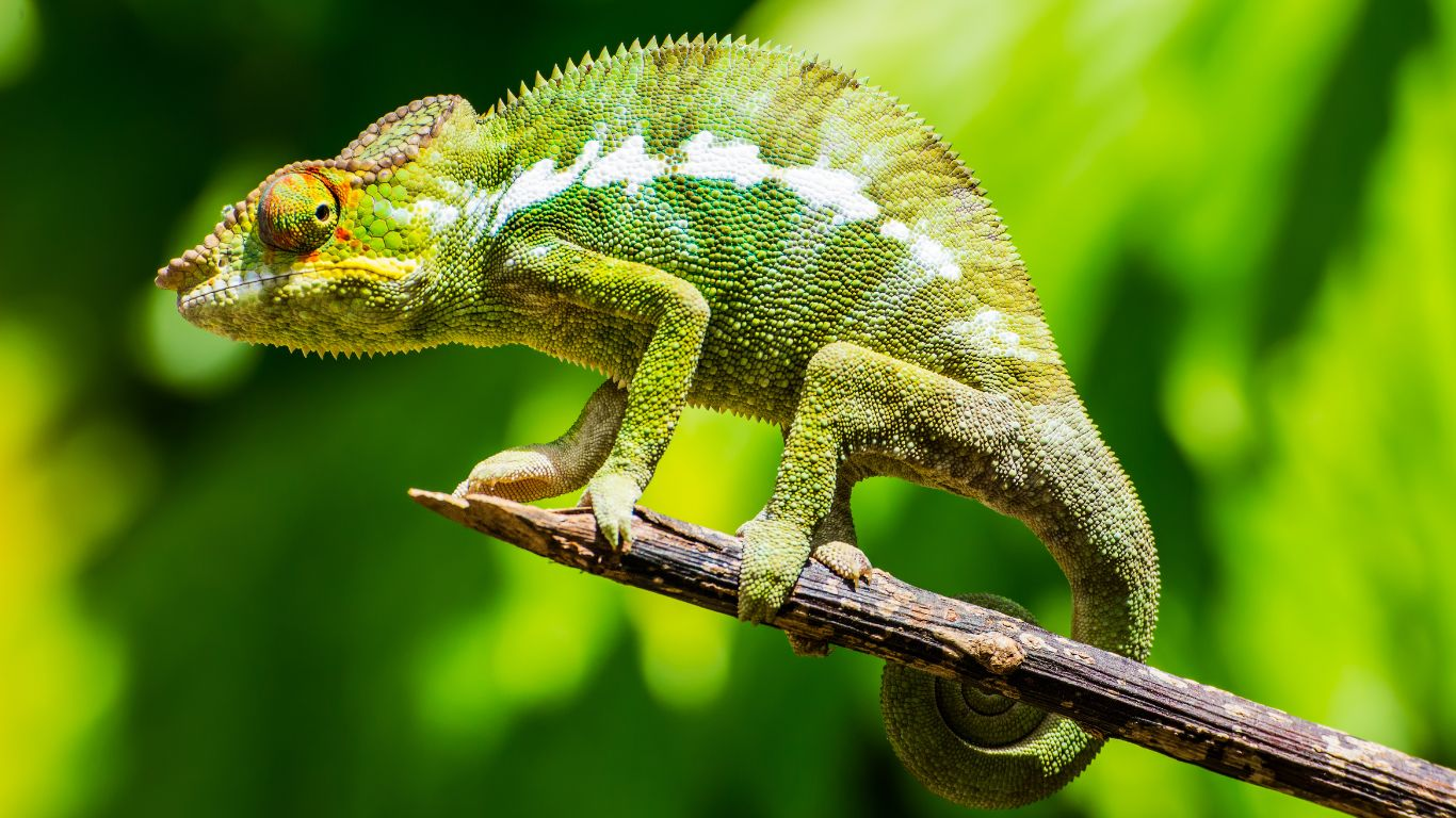 O Reino Animal Revelado: Fatos Curiosos que Vão Explodir Sua Mente!