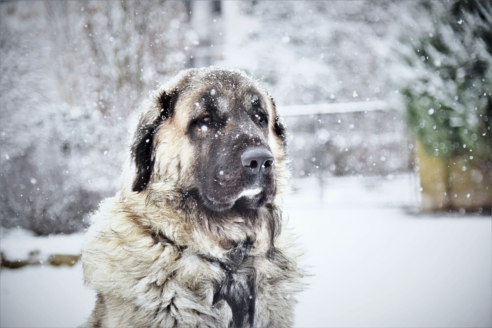 Adulto Fawn Kangal