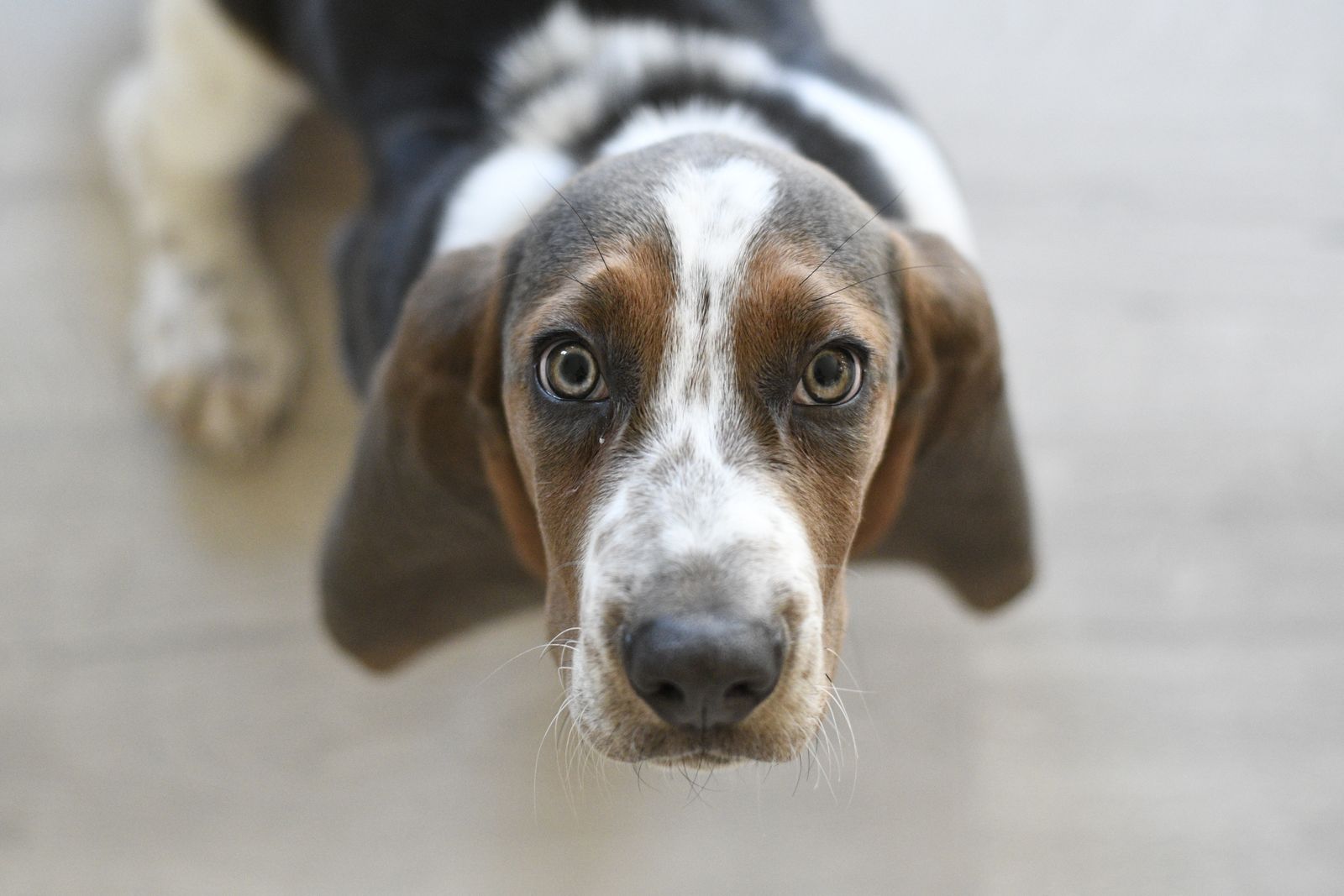 Cão da raça Basset Hound em close, com orelhas longas caídas