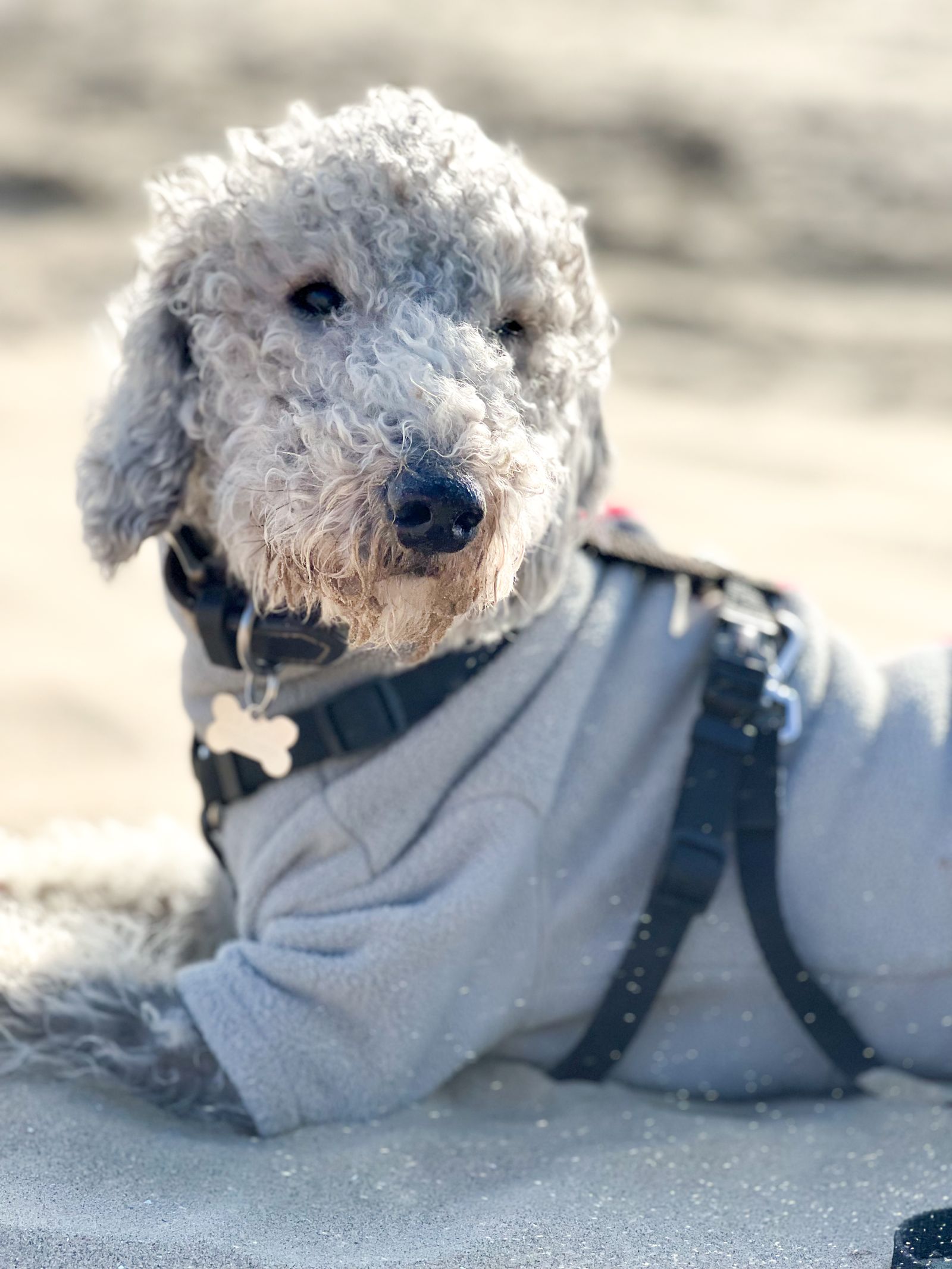 Bedlington Terrier de pelagem encaracolada deitado na areia