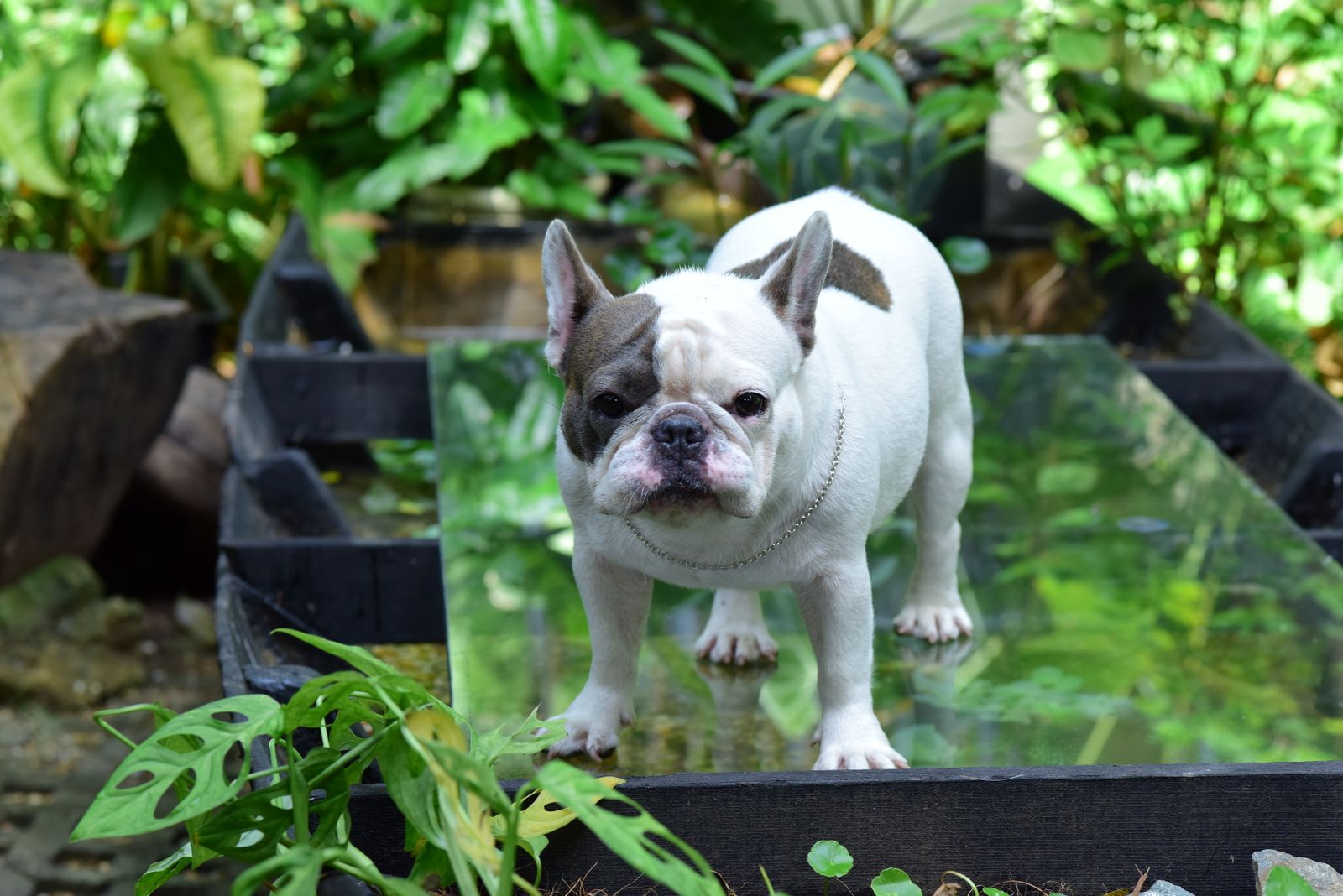 Bulldog Francês em pé em jardim arborizado