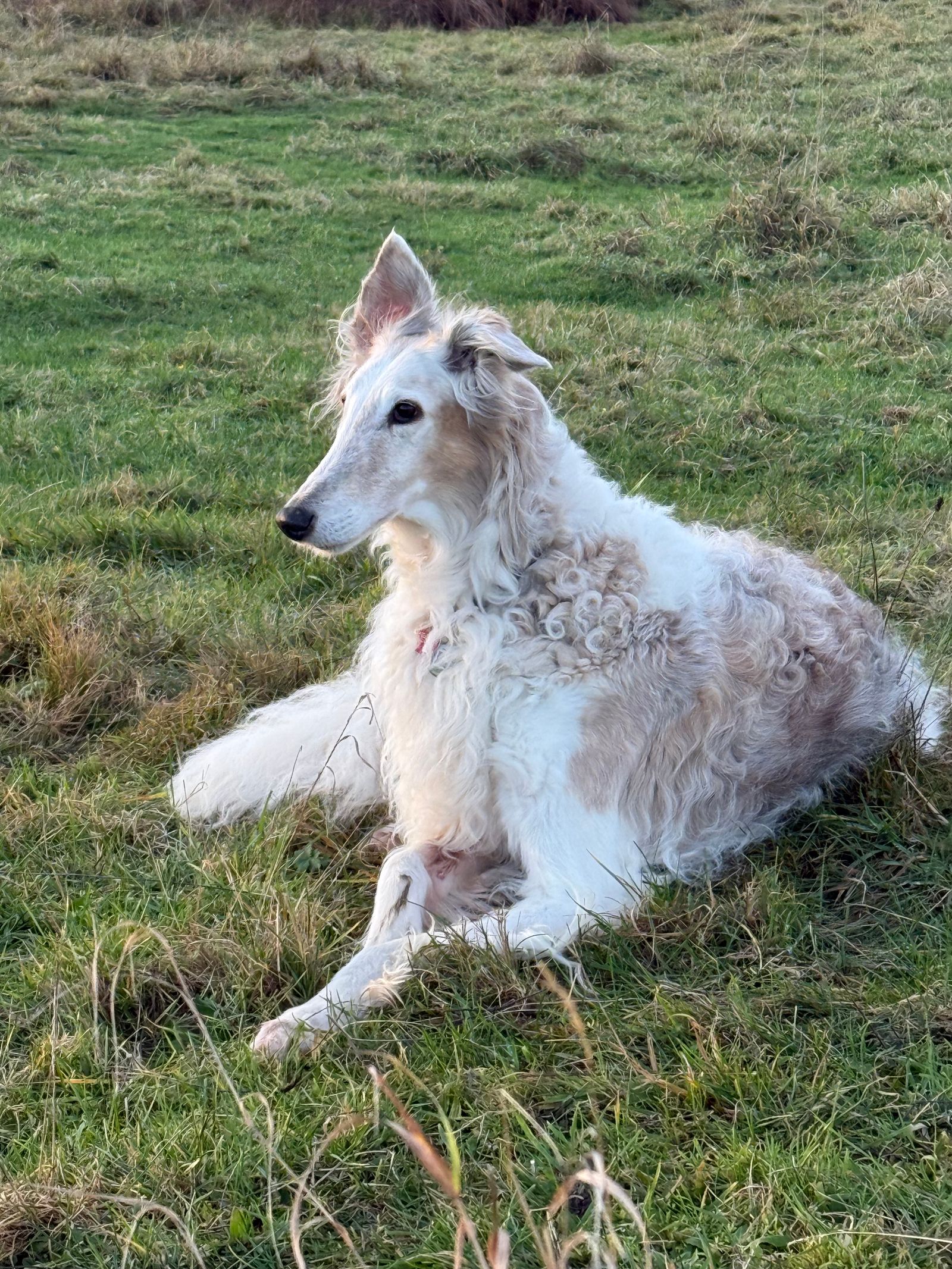 Cão Borzoi de corpo esguio descansando em campo aberto