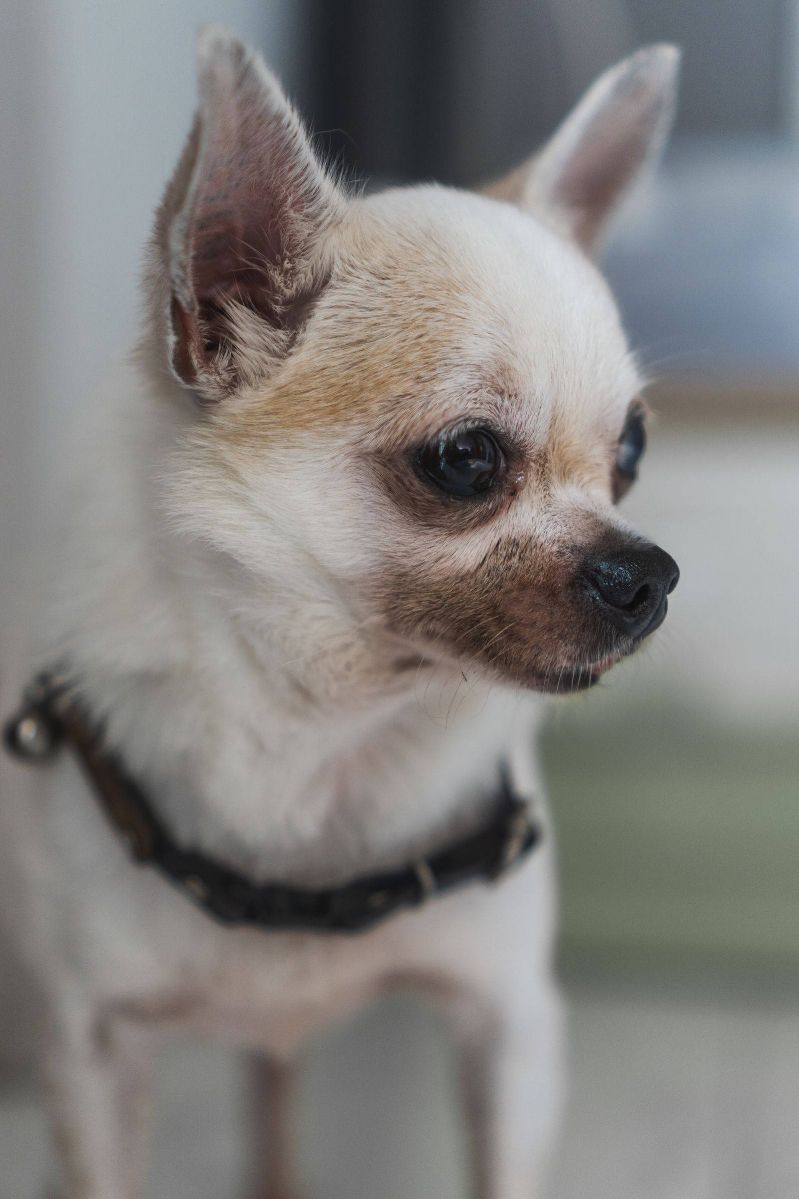 Cão Chihuahua em close, usando coleira