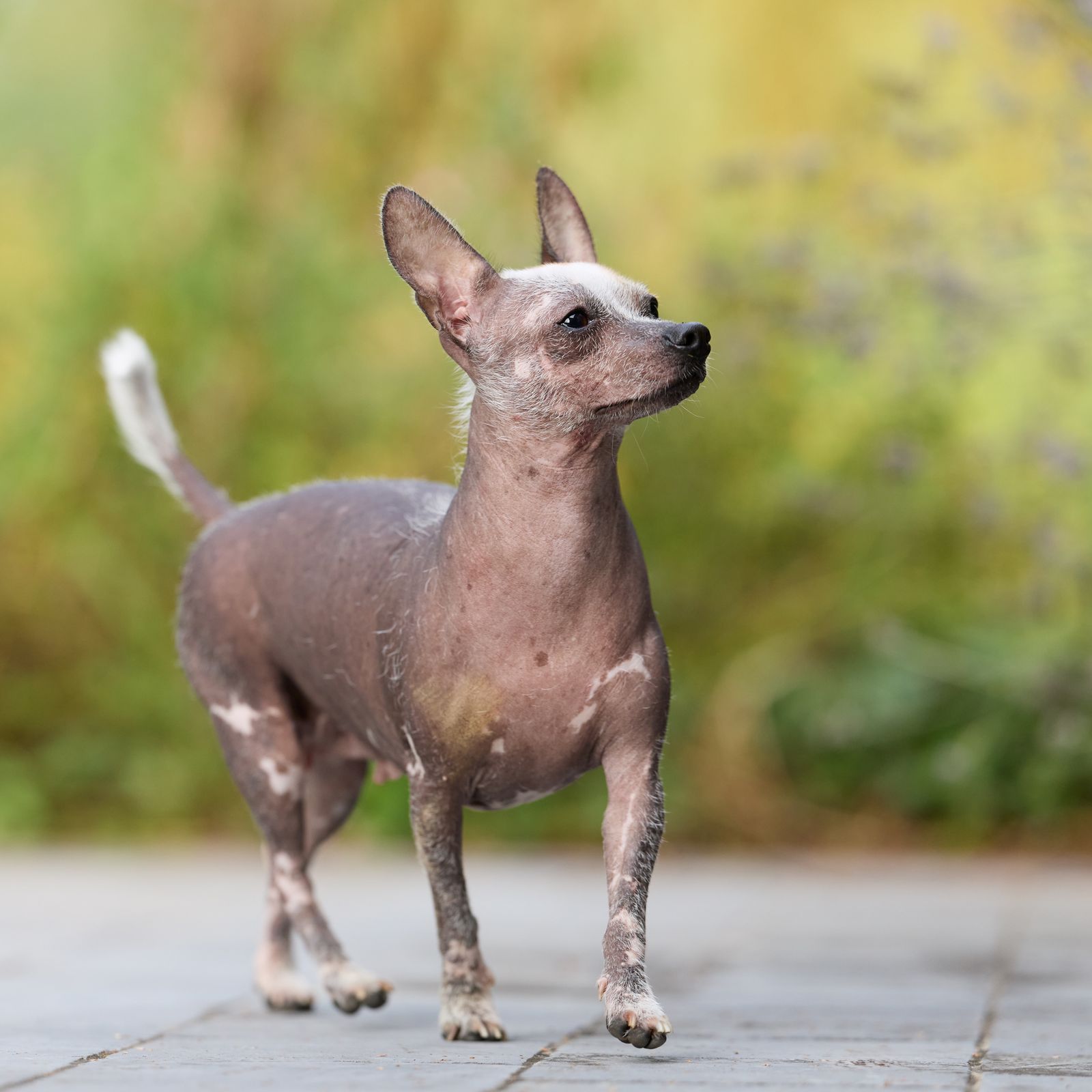 Cão Chinese Crested sem pelos caminhando ao ar livre
