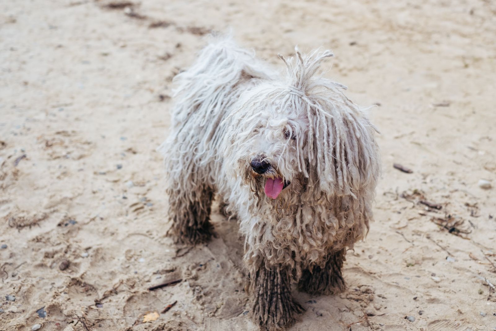 Cão Komondor de pelagem branca em cordões na praia