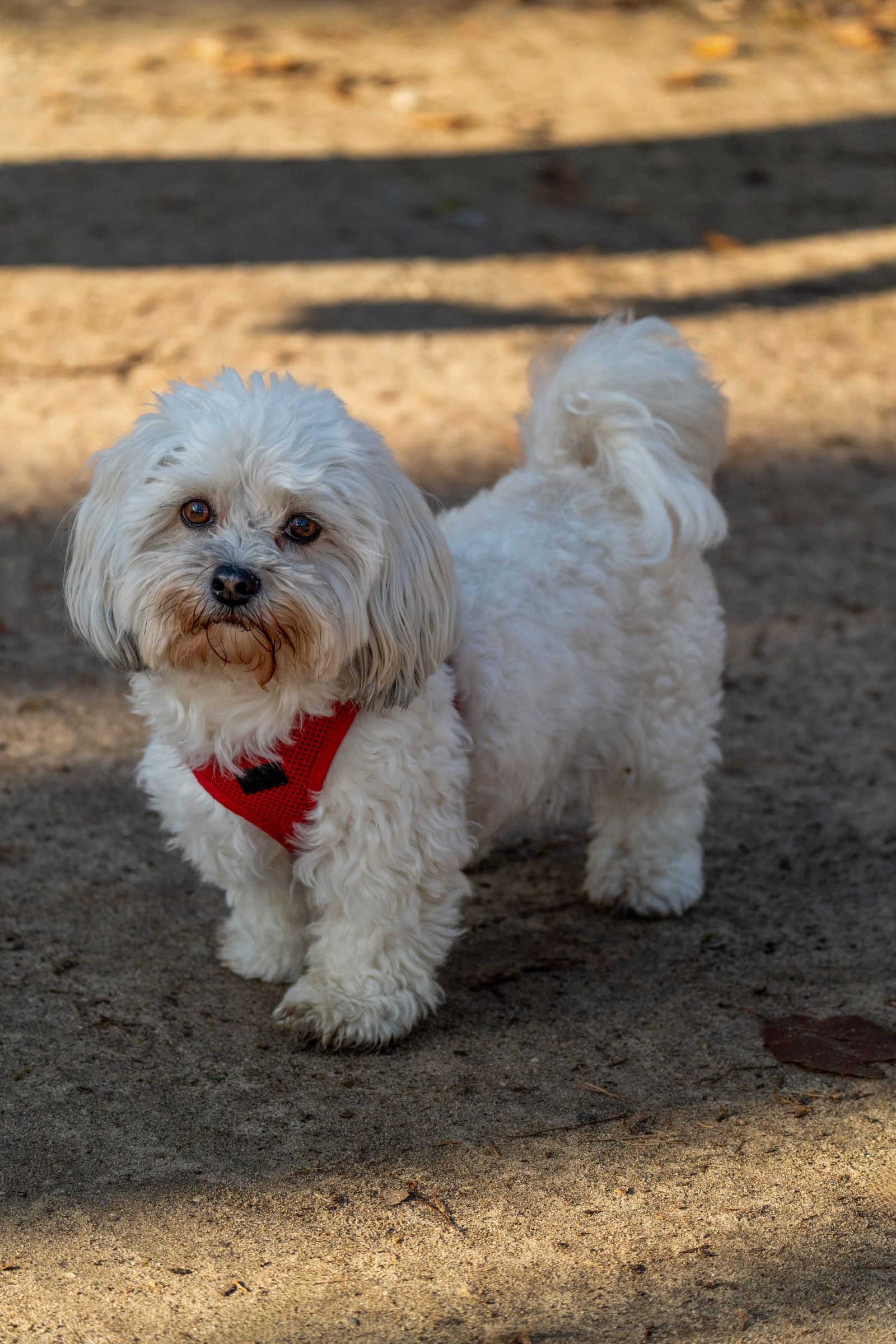 Cão Maltês branco com peitoral vermelho ao ar livre