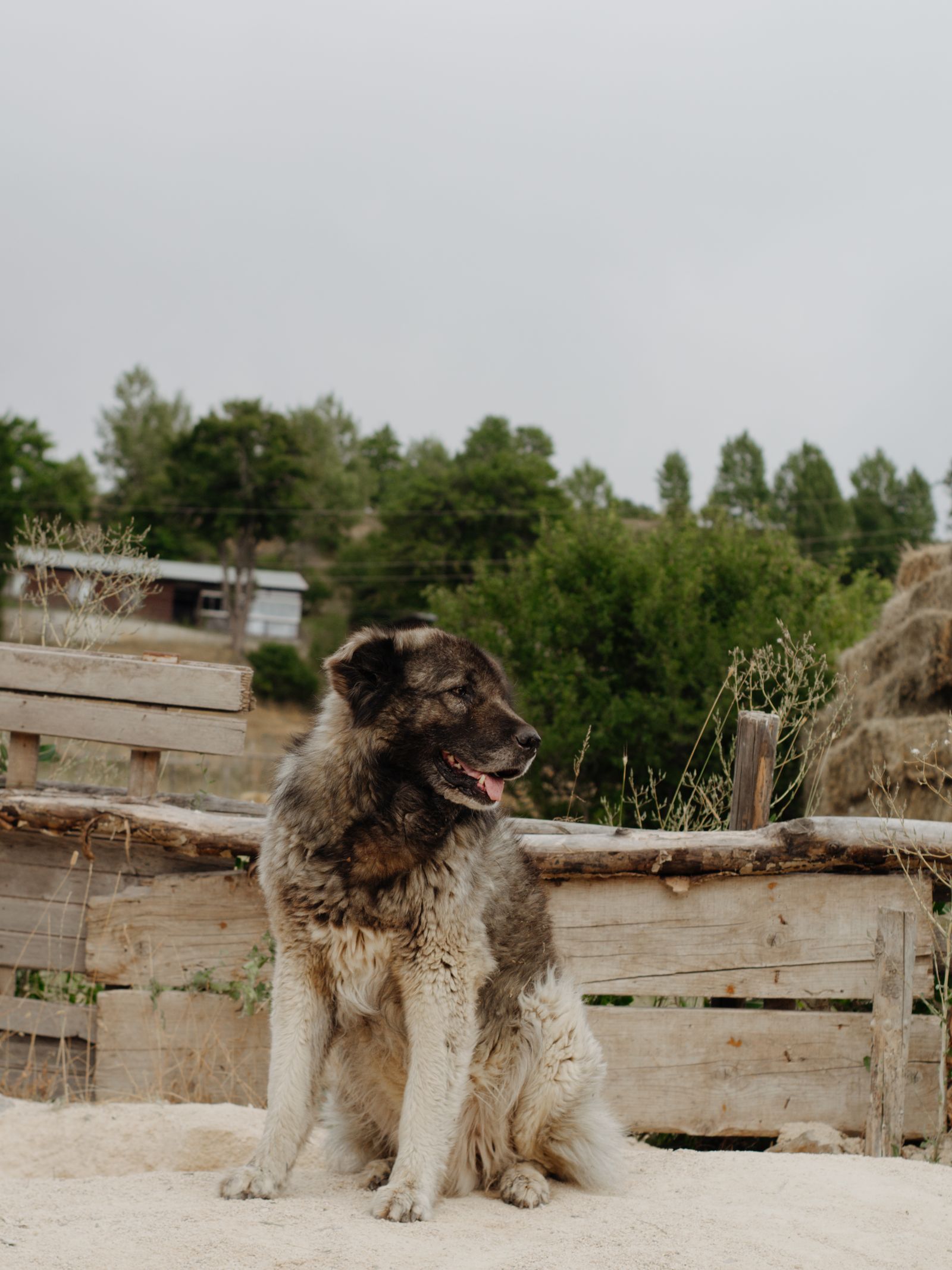 Cão de Montanha do Cáucaso de pelagem densa em ambiente externo