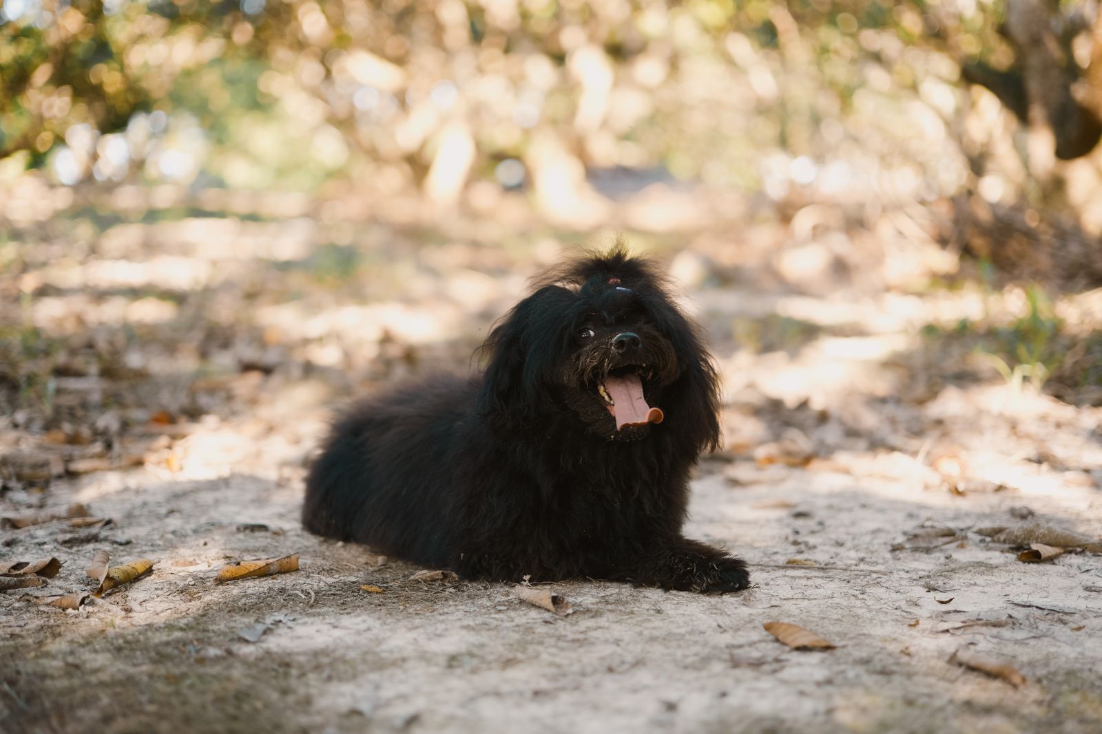 Cão Puli de pelagem preta em cordões deitado no chão