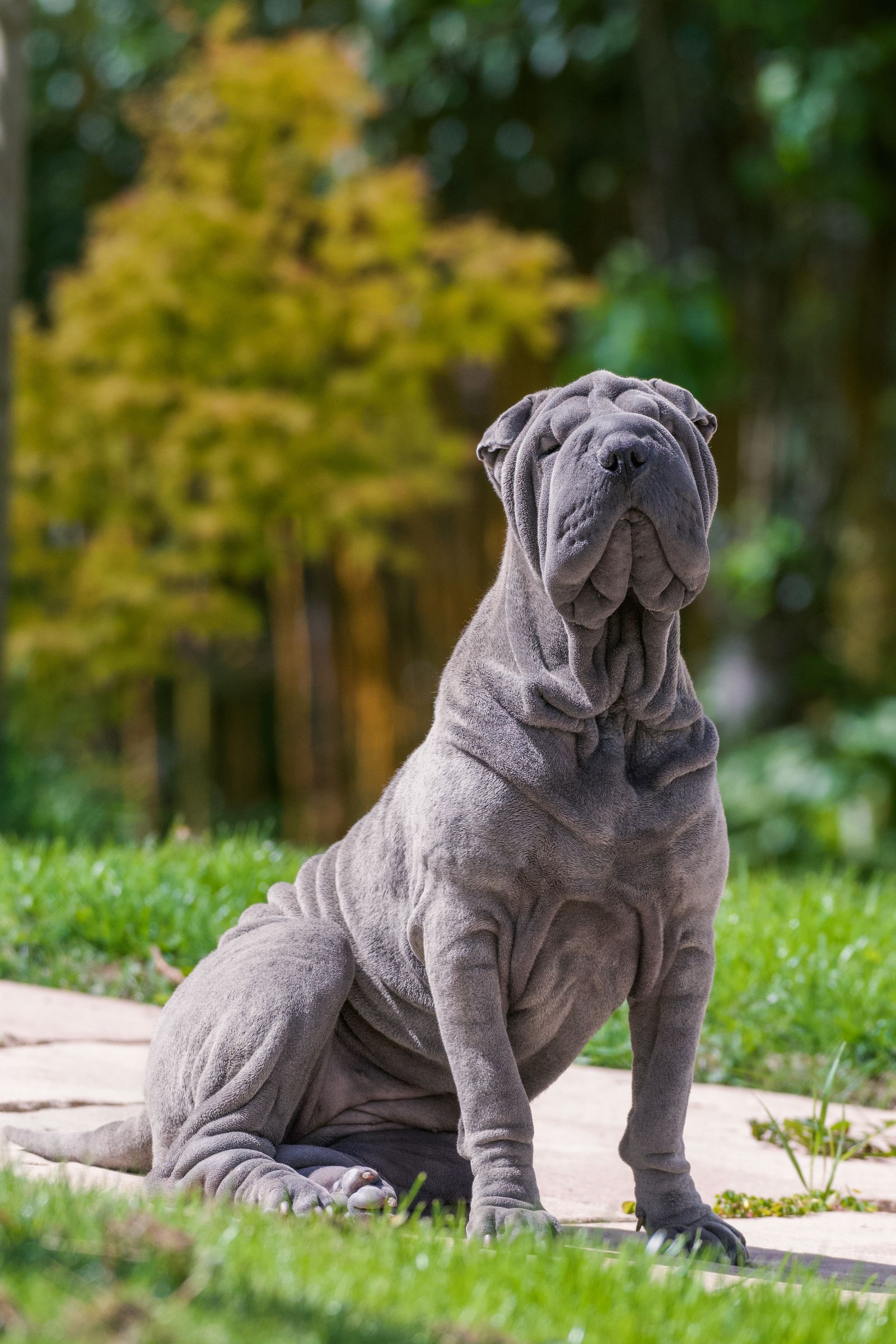Cão Shar Pei cinza com a pele enrugada característica