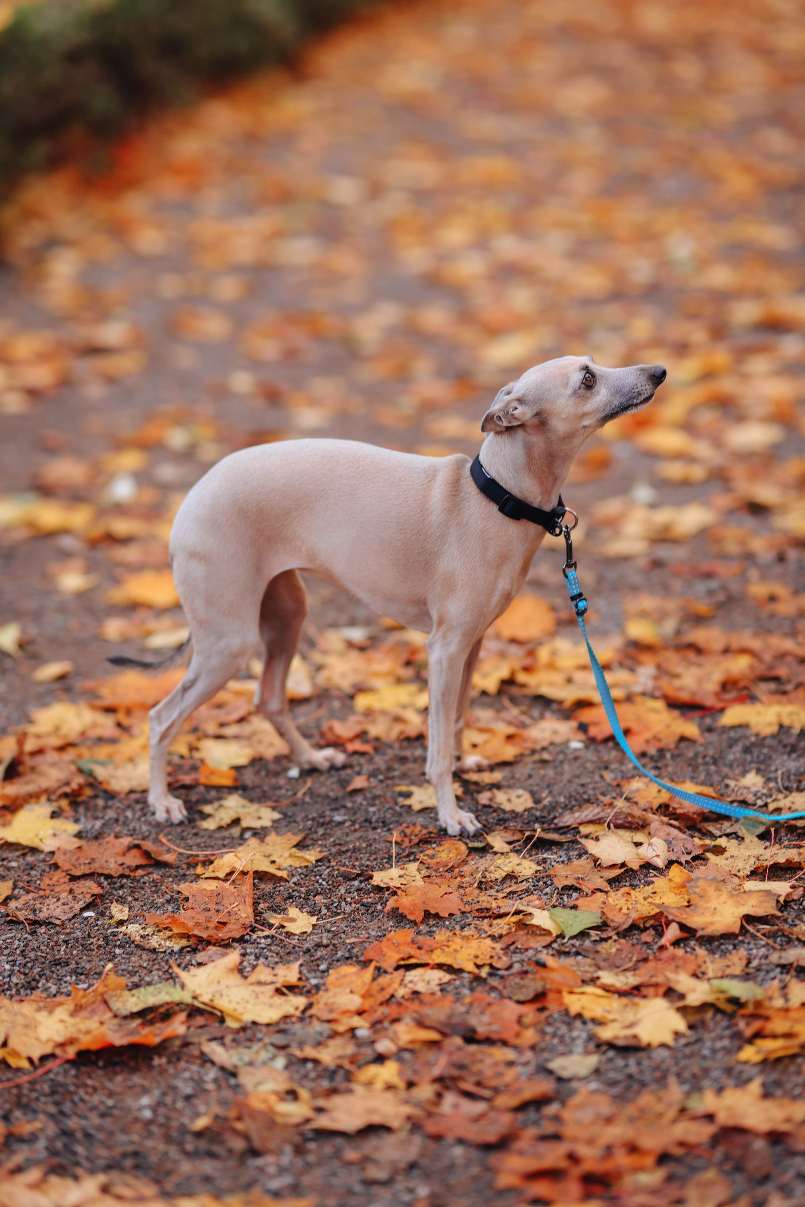 Cão Whippet branco em pé sobre caminho coberto de folhas de outono