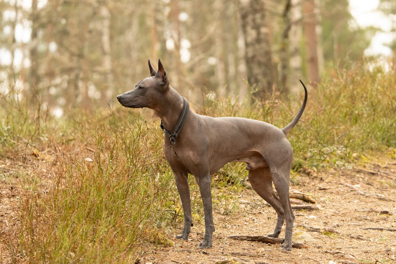 Cão Xoloitzcuintli, o pelado mexicano, em clareira de floresta