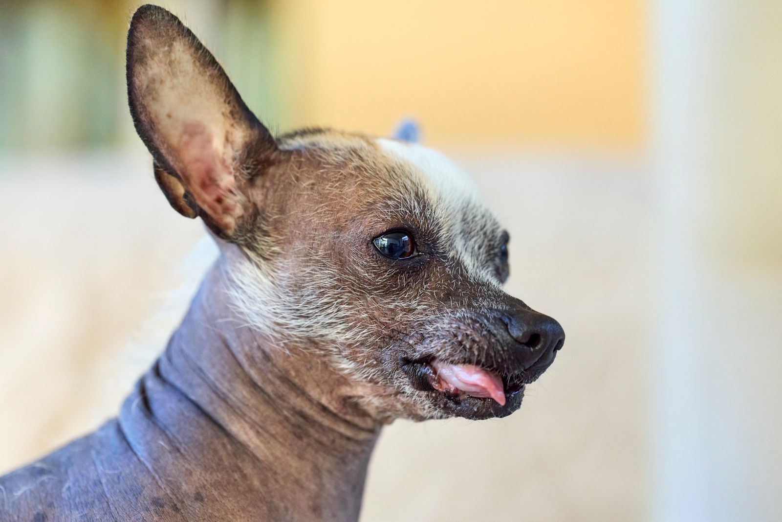 Cão Chinese Crested de perfil, ao ar livre
