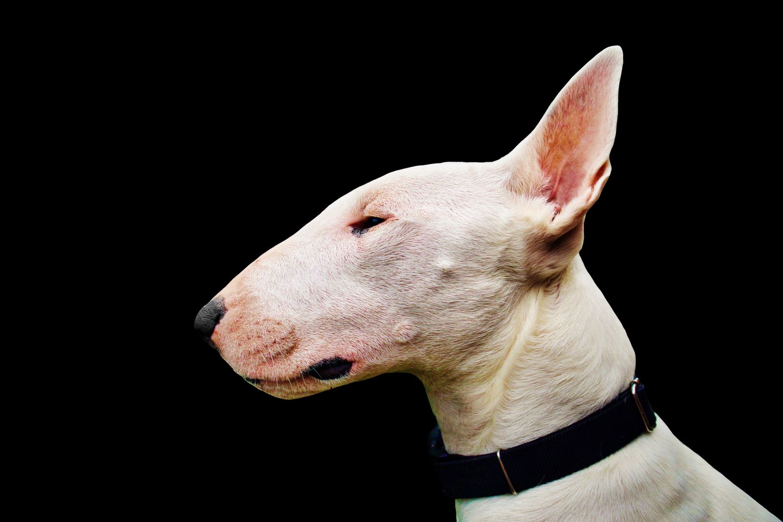 Close da cabeça de um Bull Terrier branco, mostrando o focinho ovalado