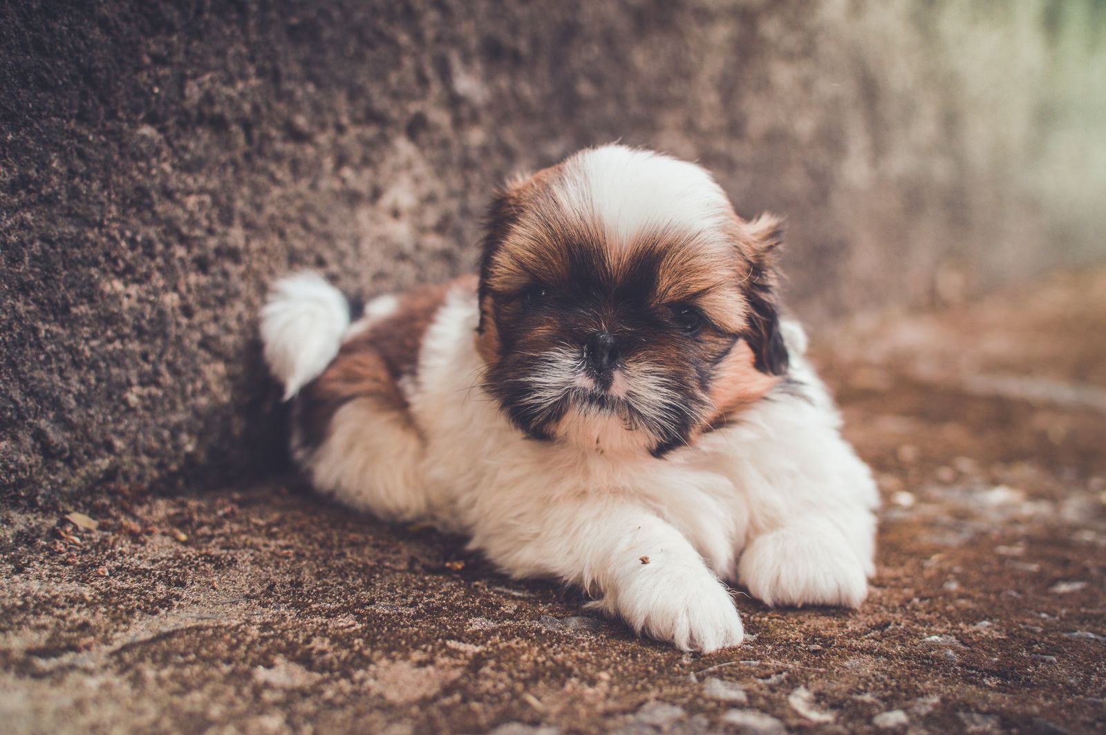 Conheça tudo sobre o Shih Tzu e o preço de um filhote