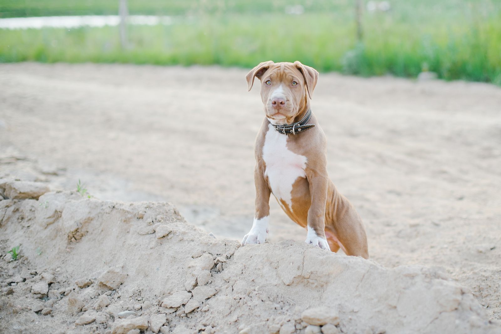 Filhote de Pit Bull com coleira, atento ao ambiente