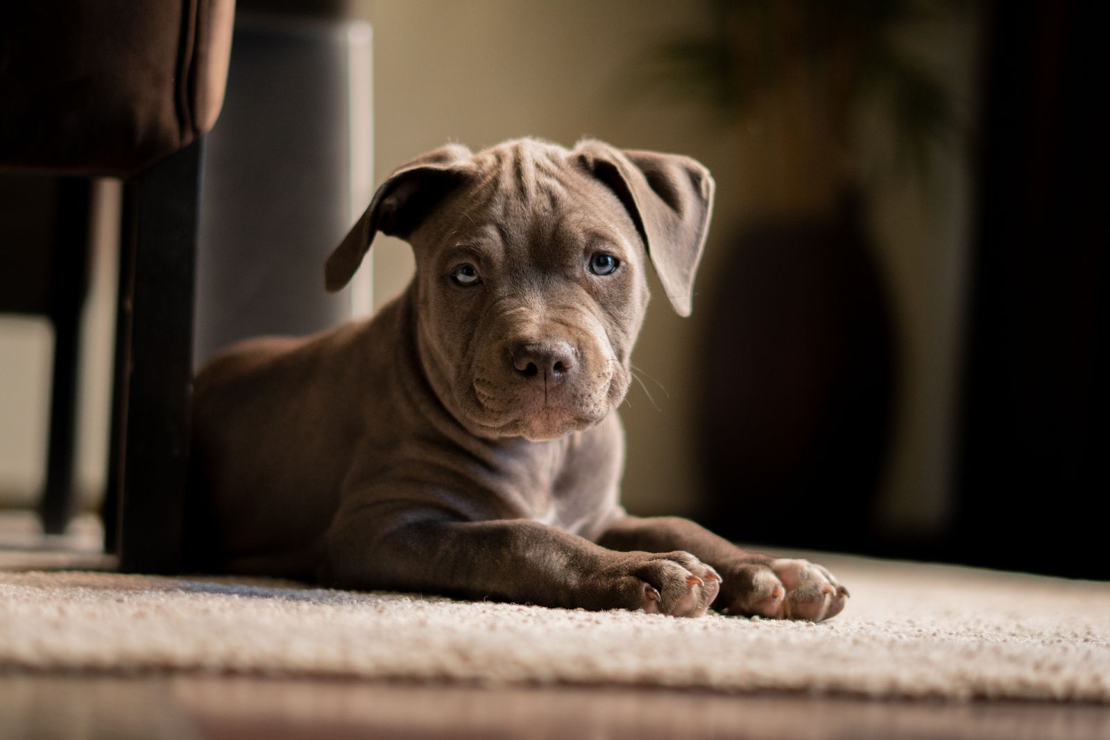 Filhote de Pit Bull deitado sobre tapete em ambiente interno