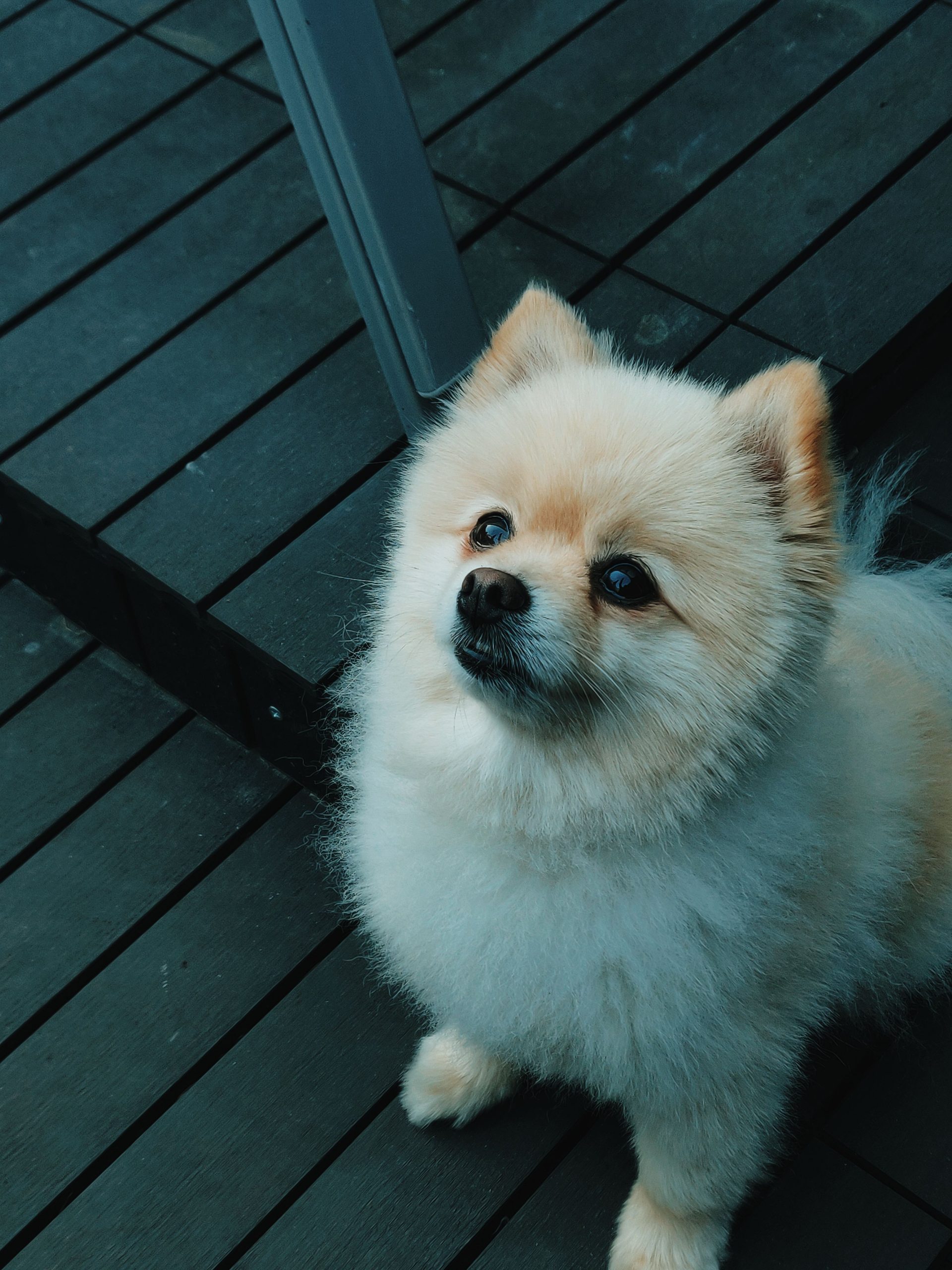Foto De Um Filhote De Cachorro Branco Da Pomerânia