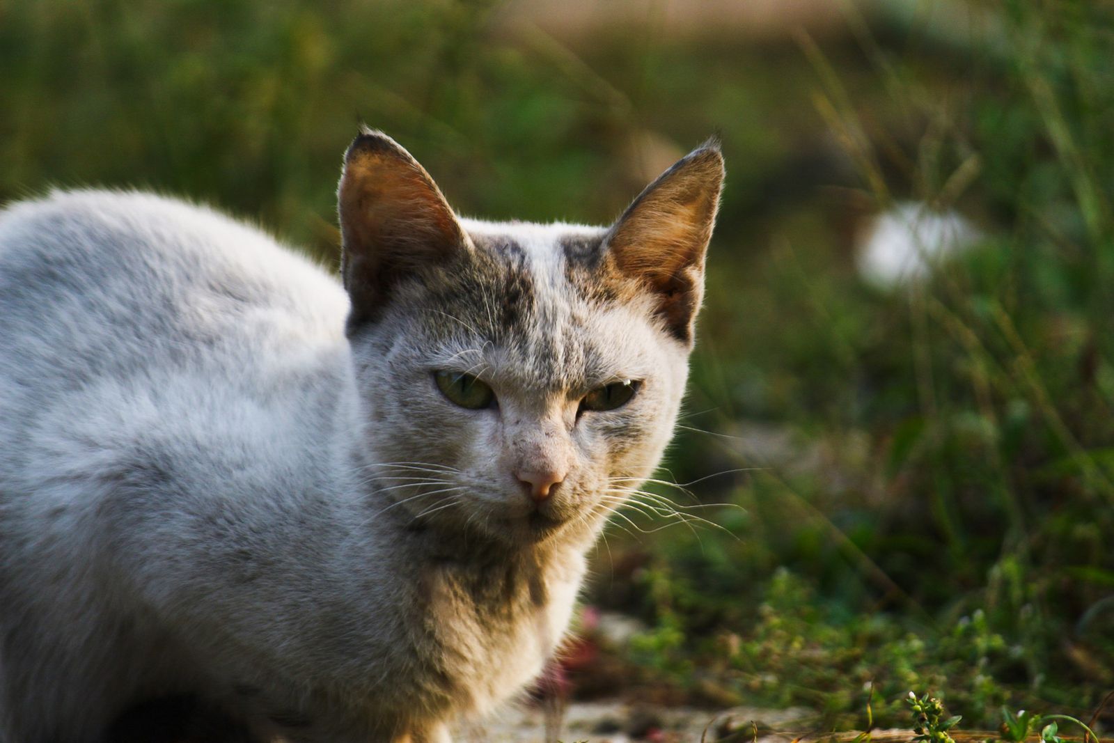 Gato branco sentado em meio à vegetação