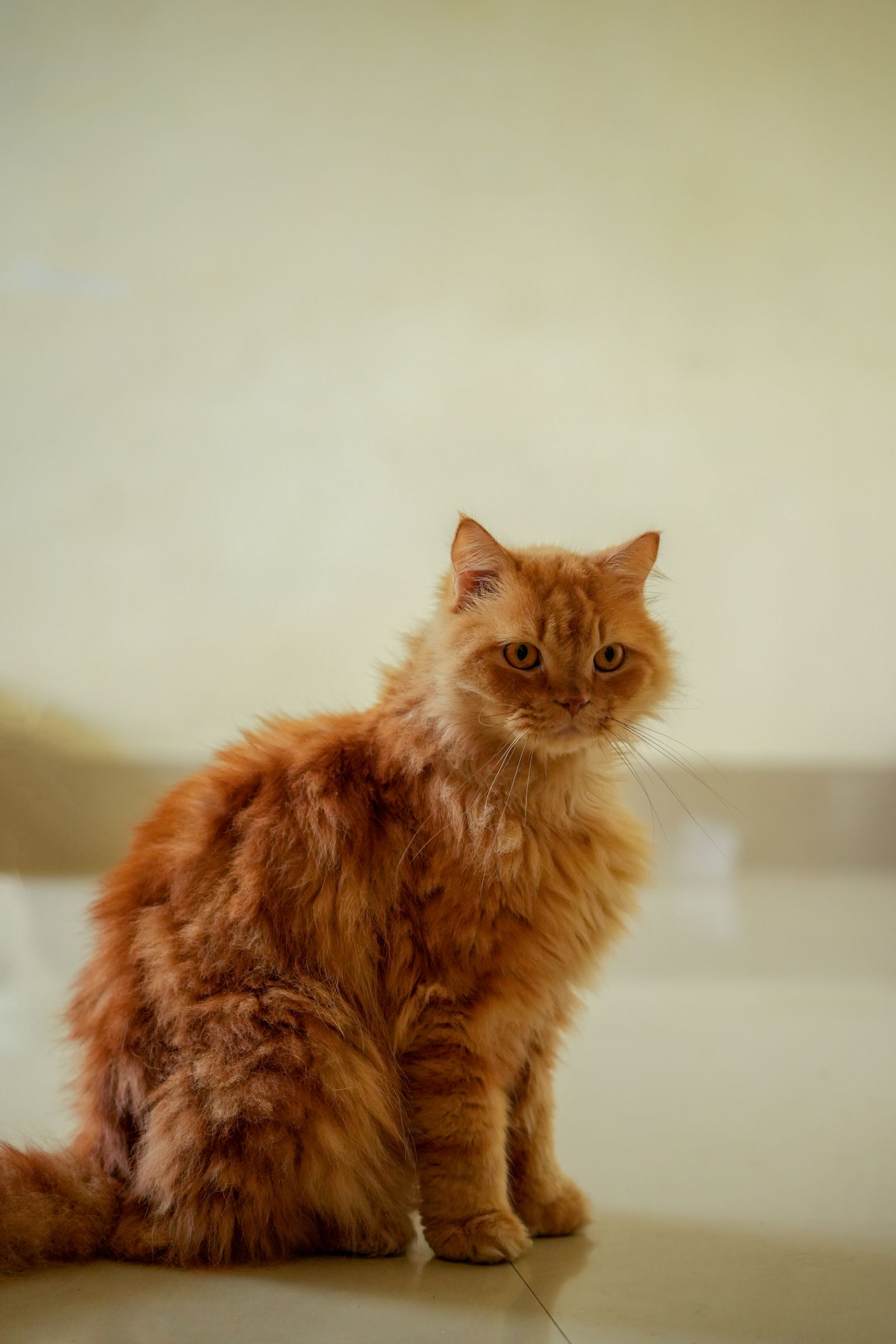 Gato Persa alaranjado sentado em ambiente interno