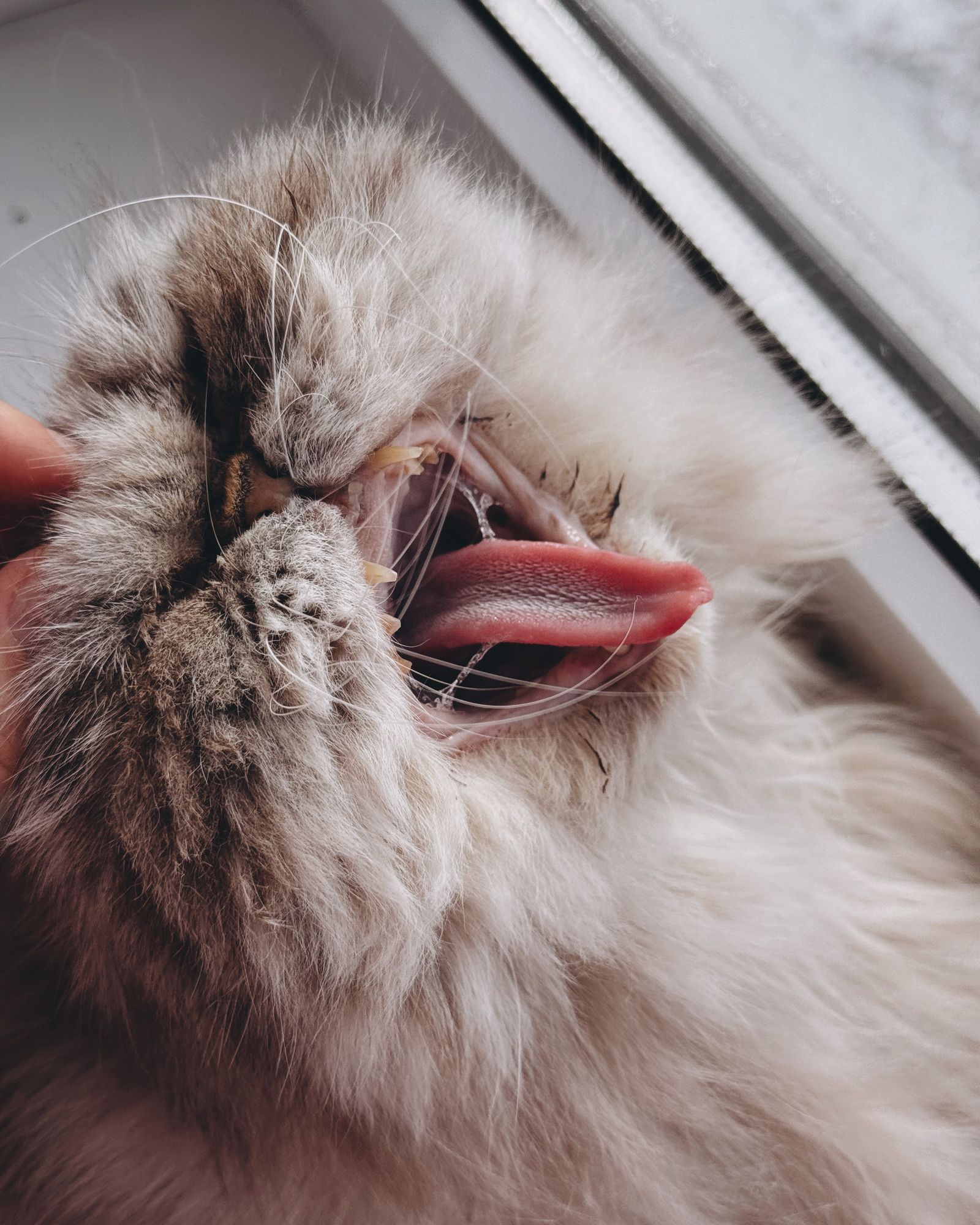 Gato Persa de pelagem longa bocejando próximo à janela