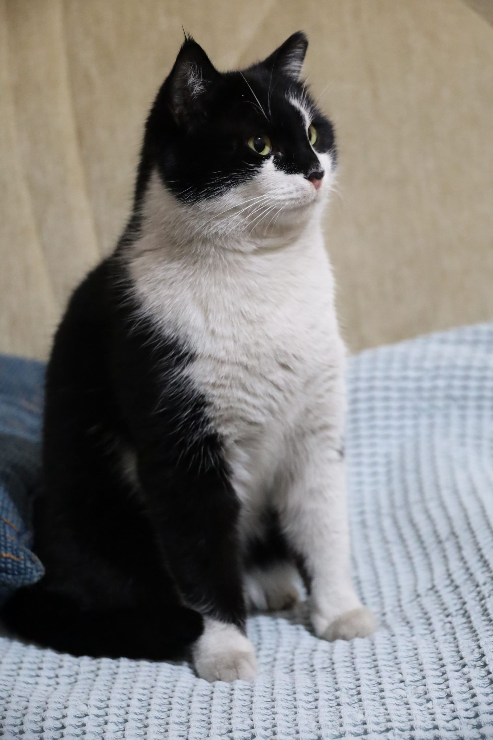 Gato preto e branco sentado em ambiente interno