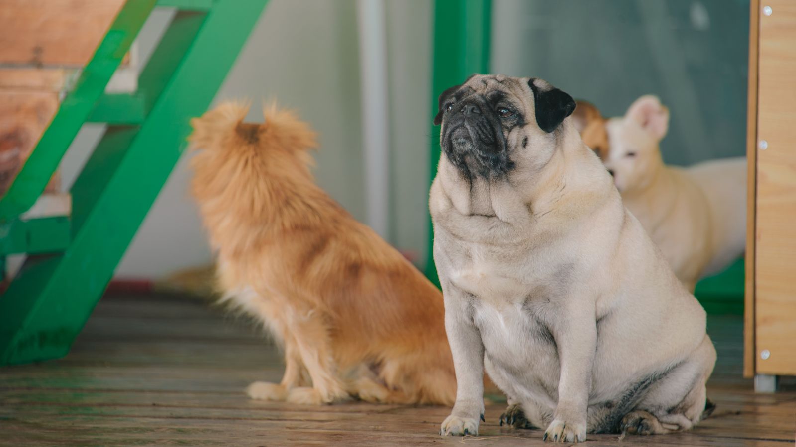 Grupo de cães de raças e cores variadas