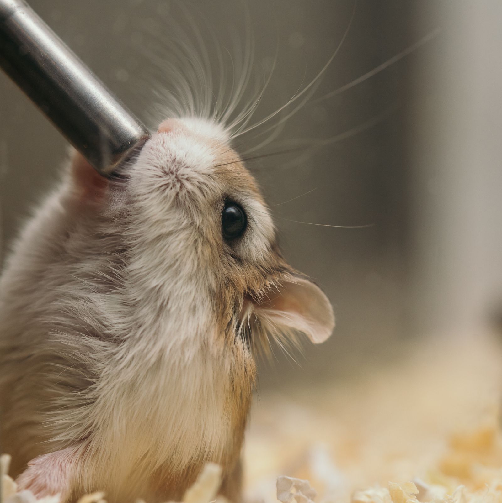Hamster bebendo água no bebedouro da gaiola