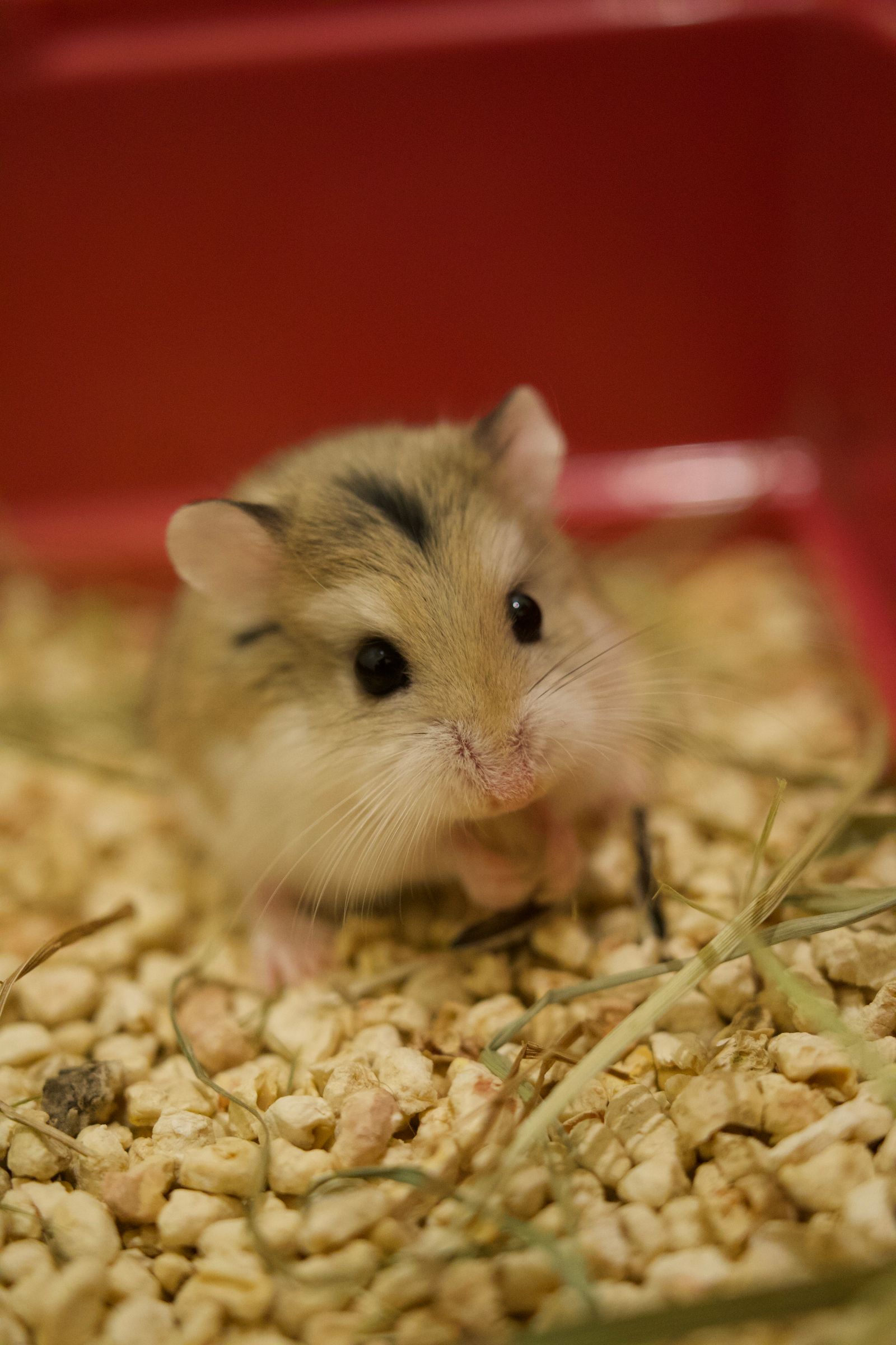 Hamster em gaiola com forração, ambiente doméstico