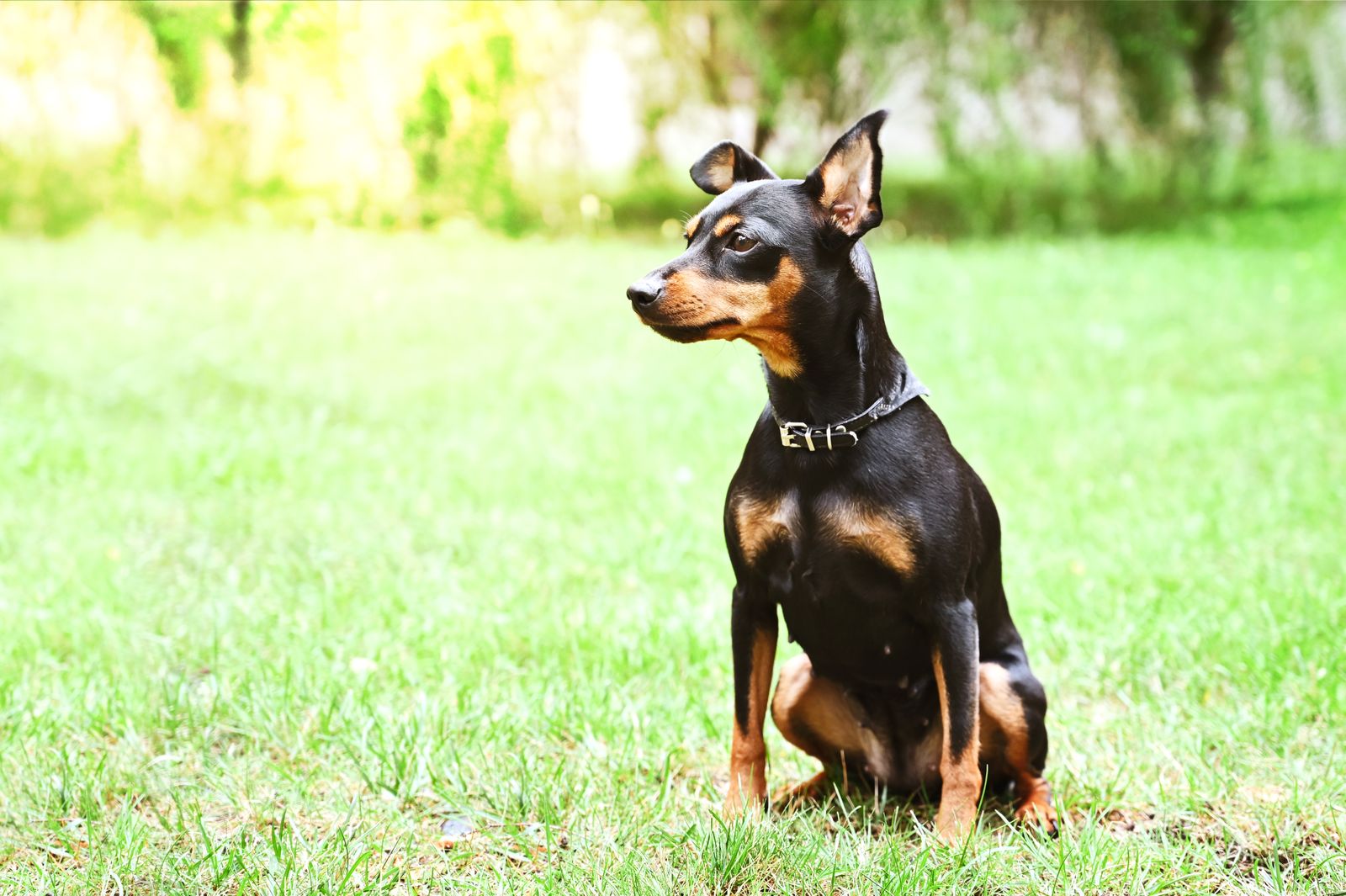 Pinscher miniatura sentado sobre a grama