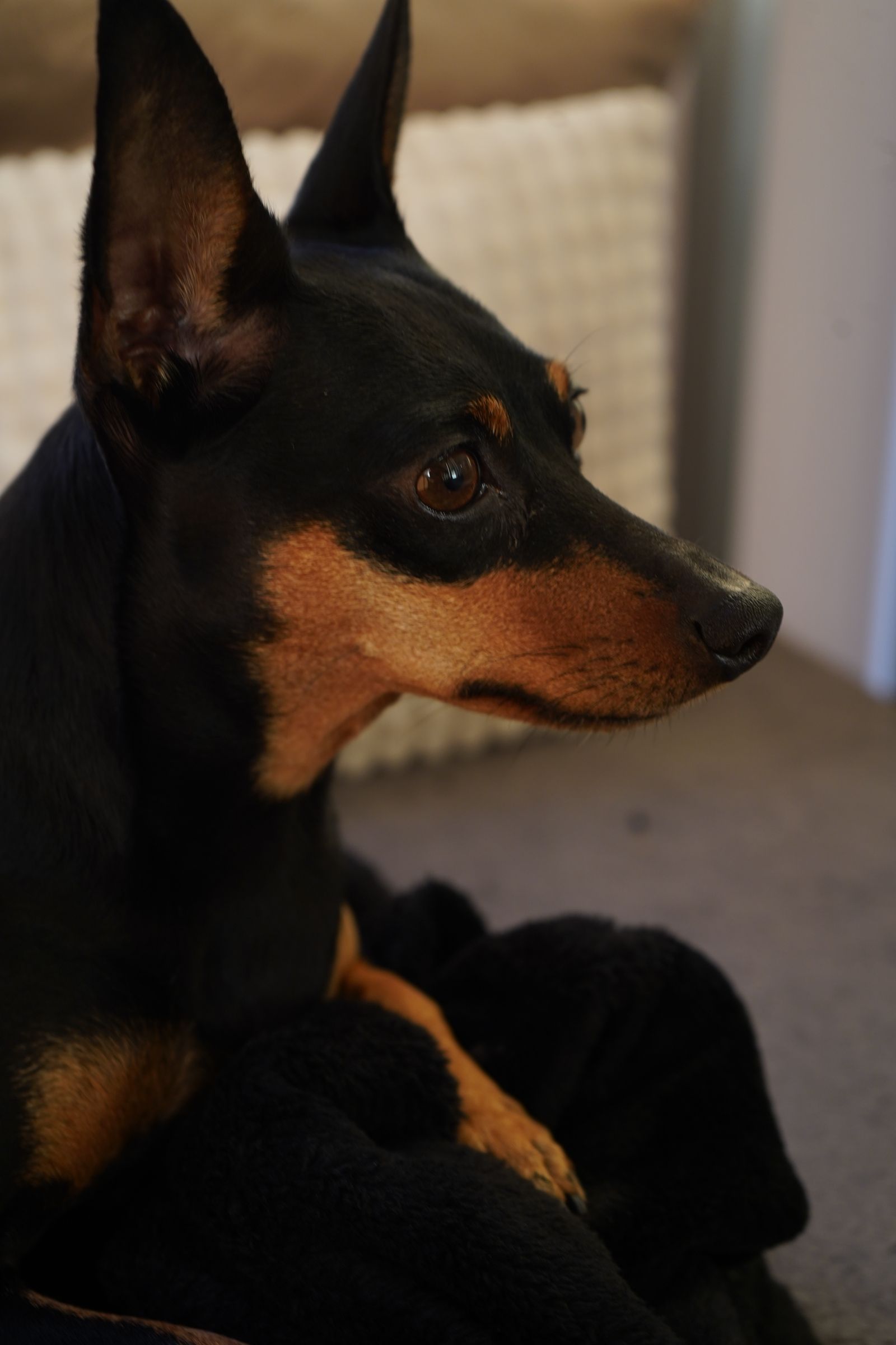 Cão Pinscher de pelagem preta e castanha em ambiente interno