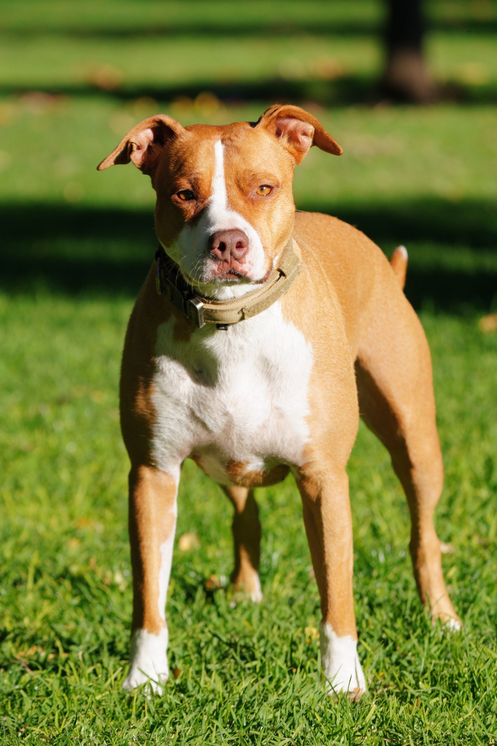 Cão Pit Bull marrom e branco em pé sobre a grama em parque ensolarado