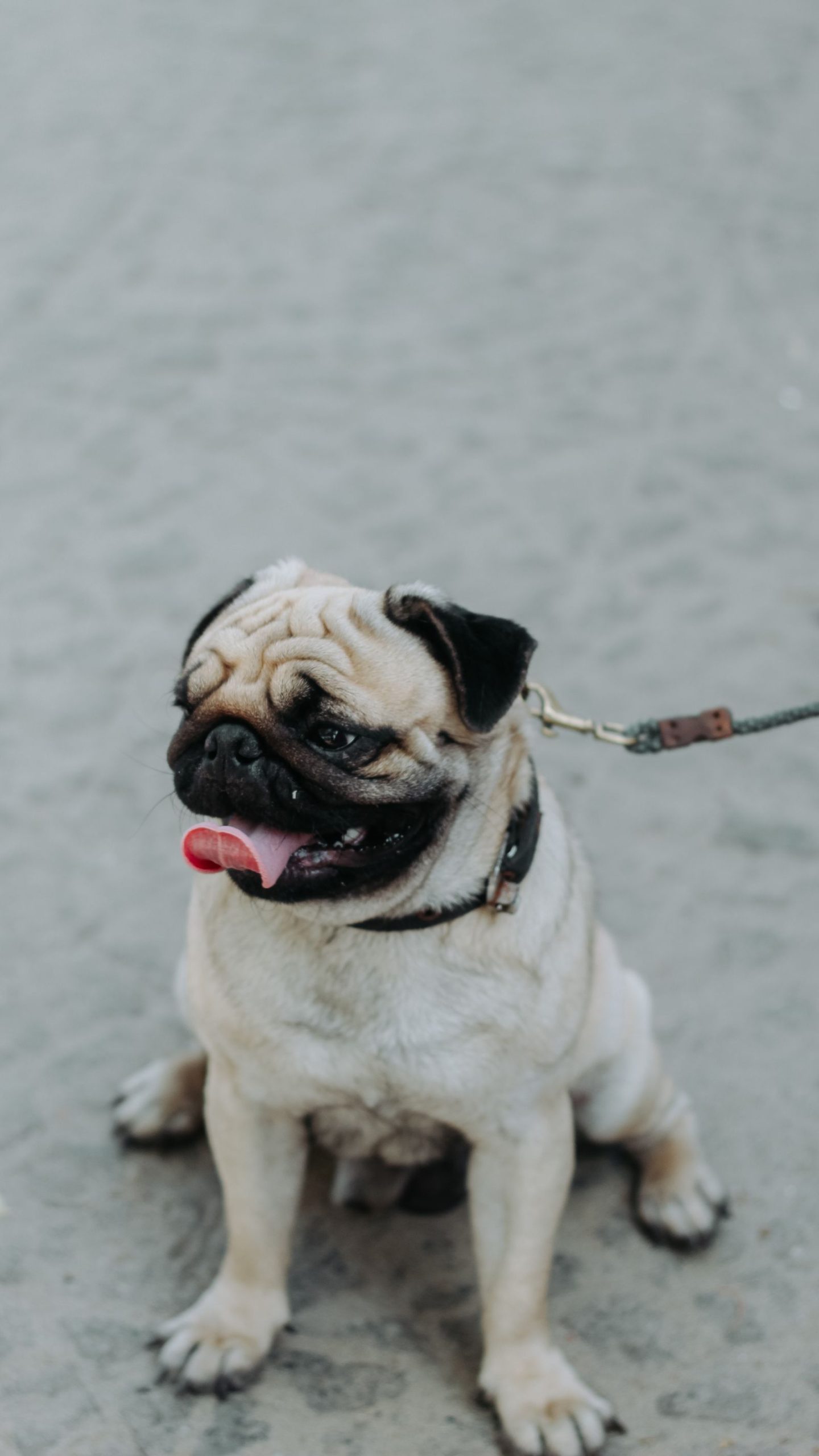 Cão Pug sentado com coleira, exibindo a face enrugada característica