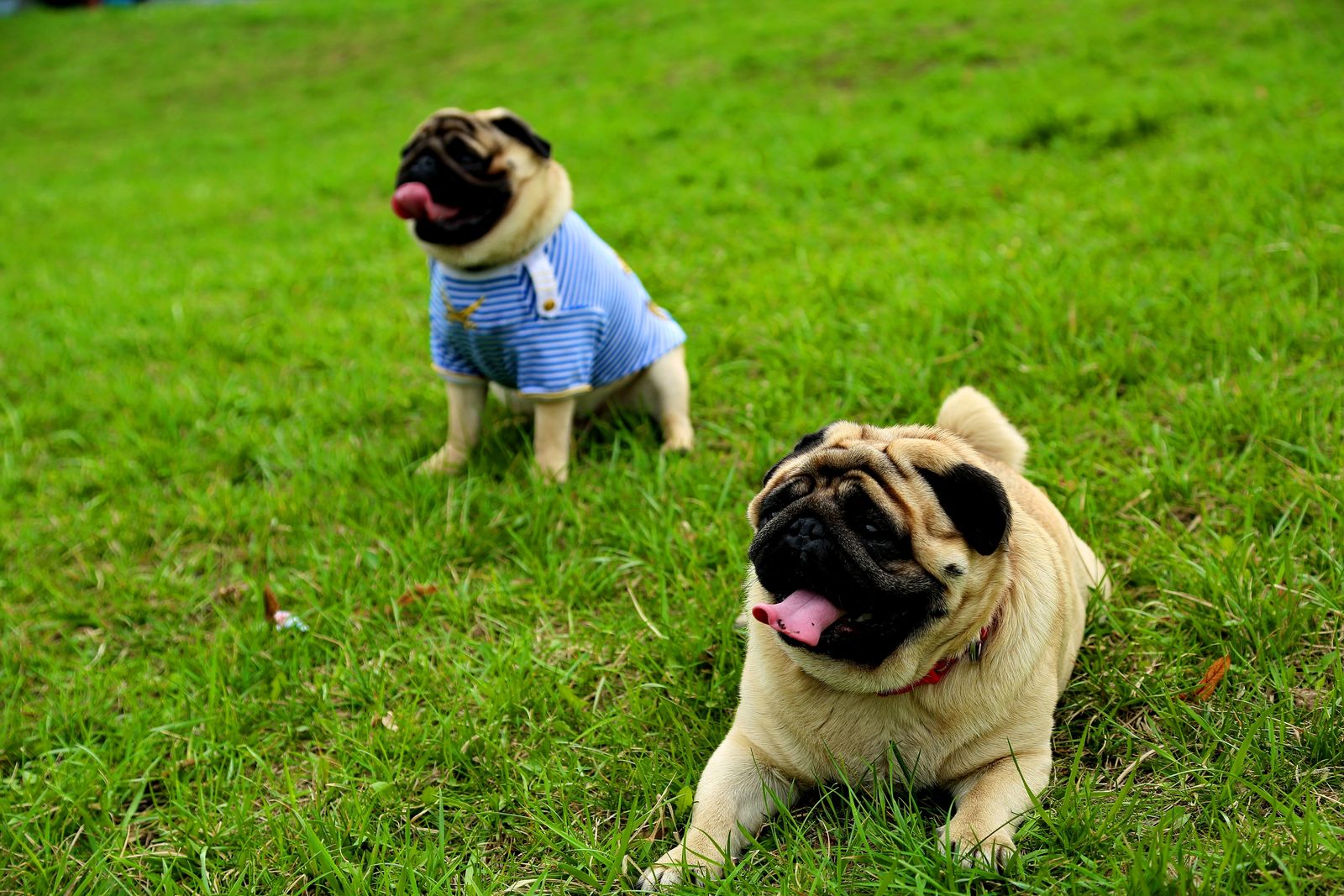 Dois cães Pug descansando sobre a grama