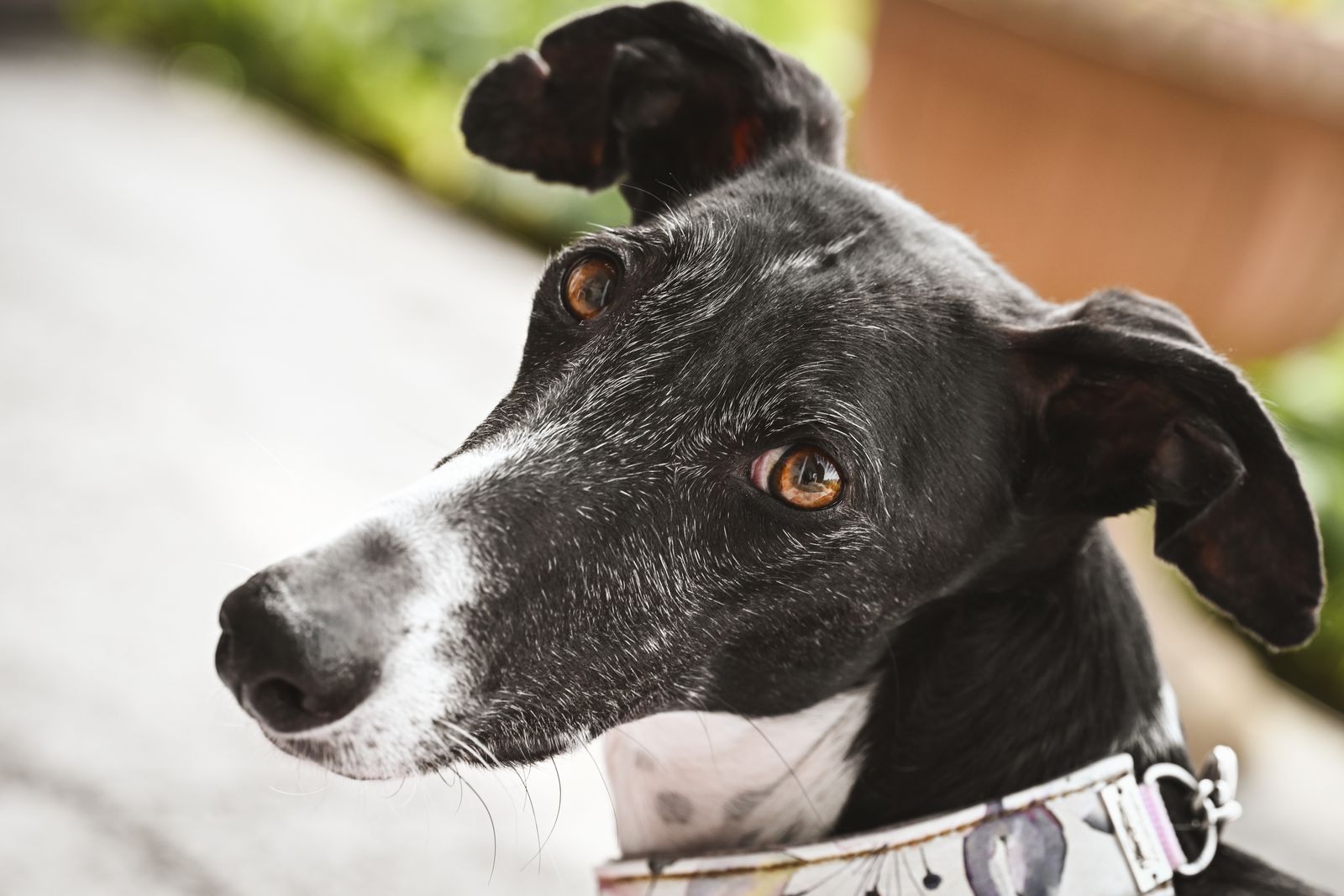 Retrato em close de um Greyhound preto