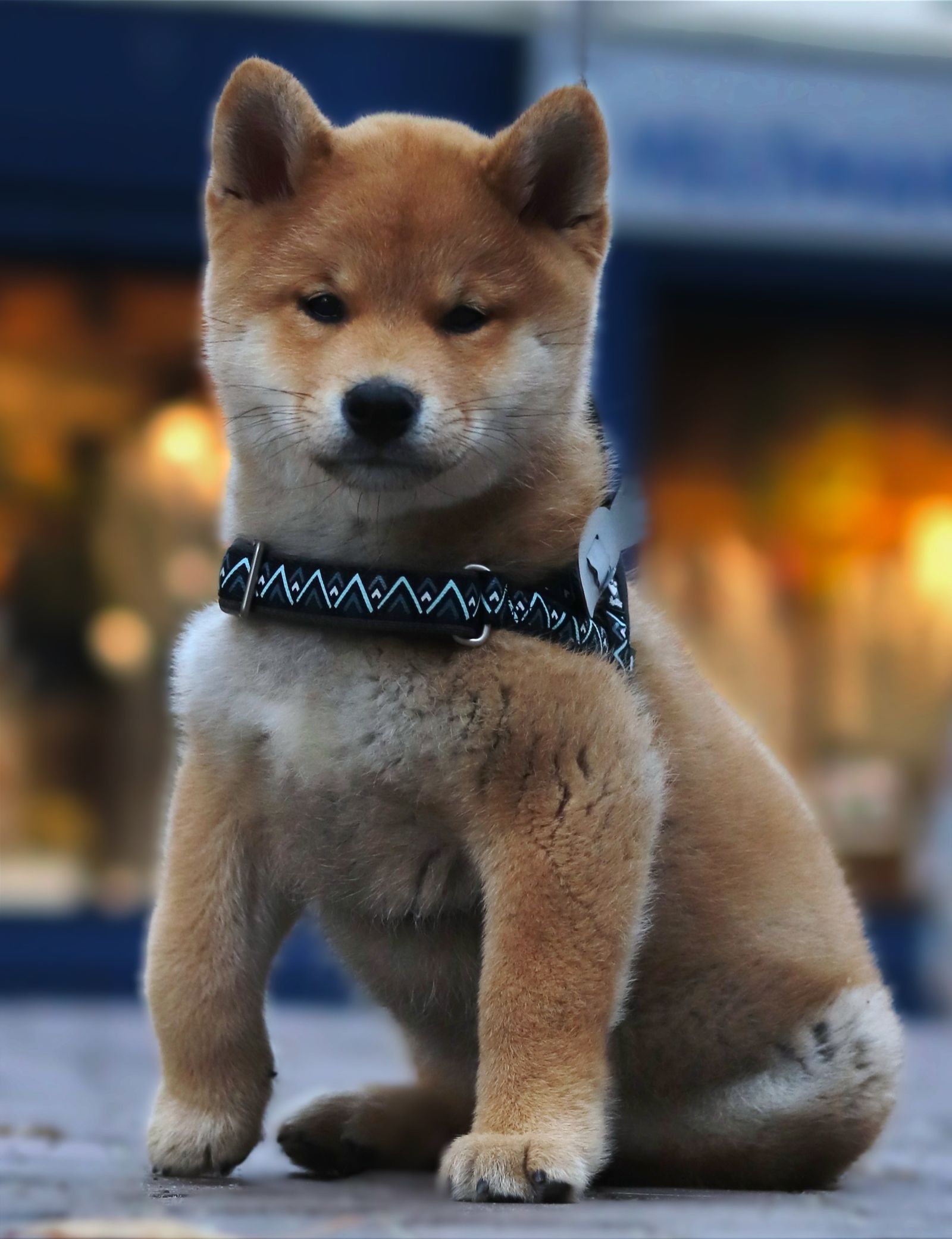 Filhote de Shiba Inu sentado ao ar livre usando peitoral