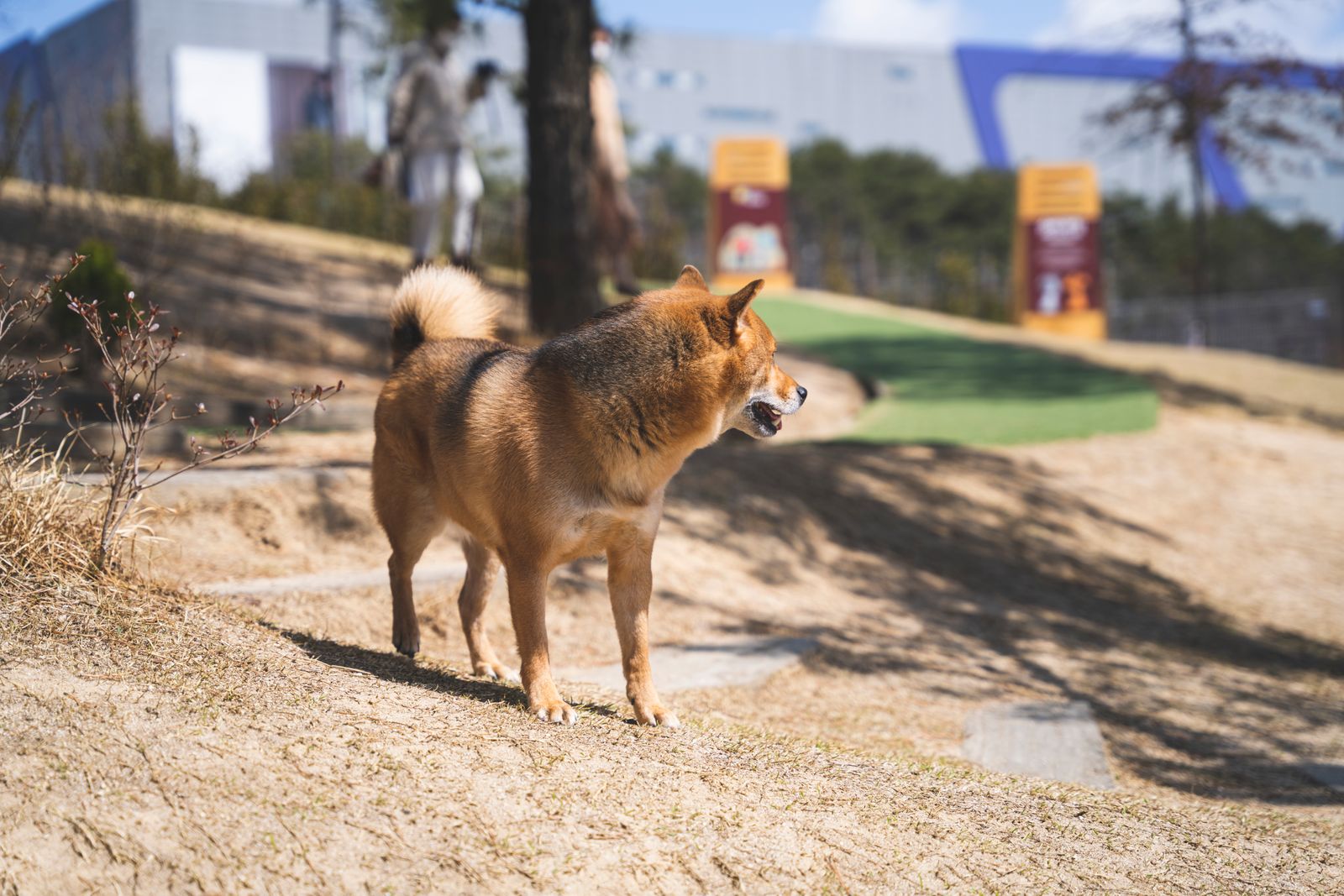 Shiba Inu em pé em parque ensolarado, observando o ambiente