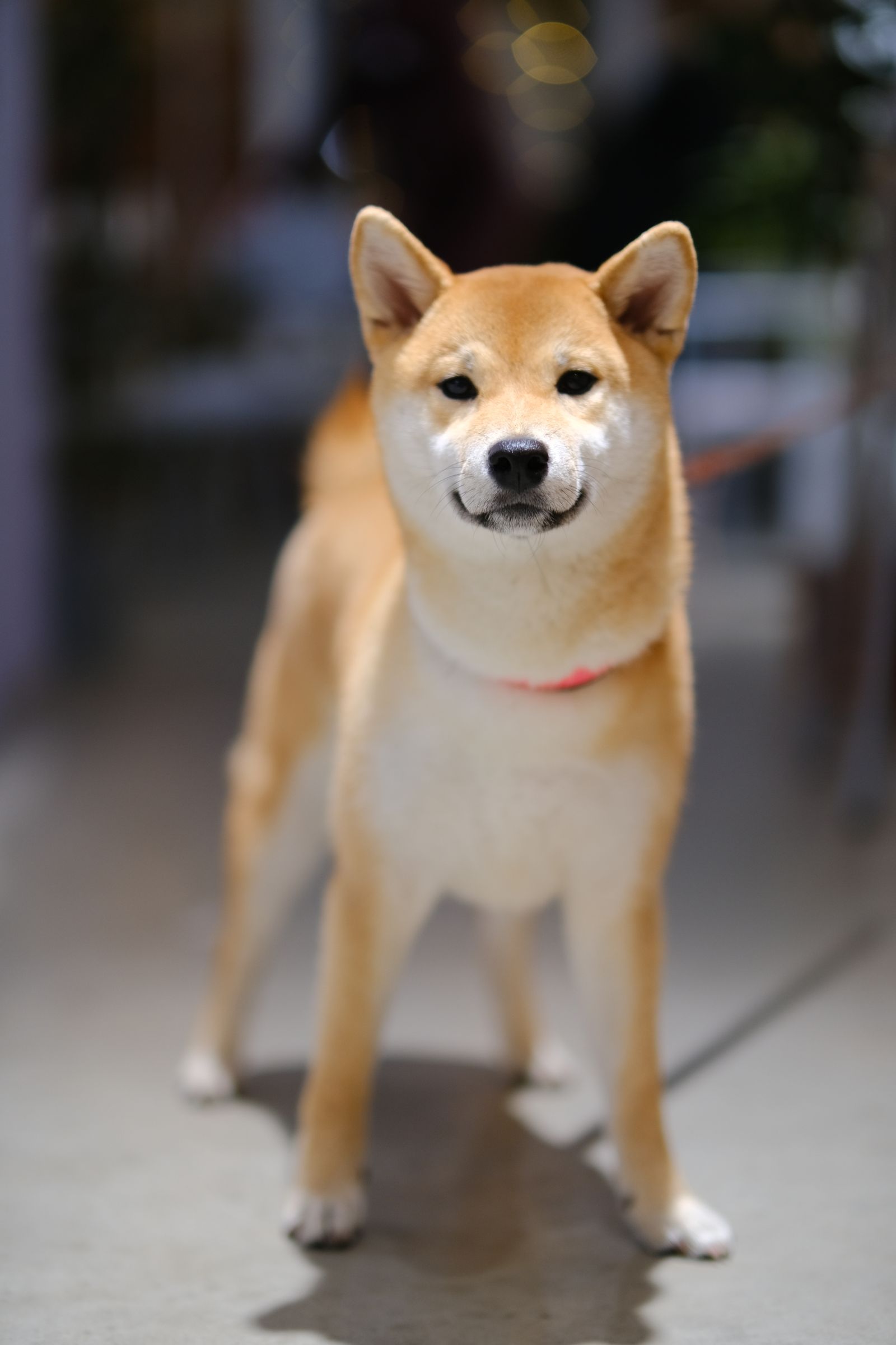 Cão da raça Shiba Inu de pelagem avermelhada em retrato ao ar livre