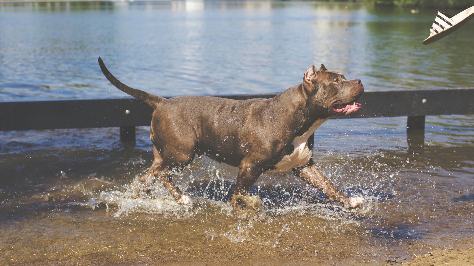 Tan American Pitbull Correndo Na água