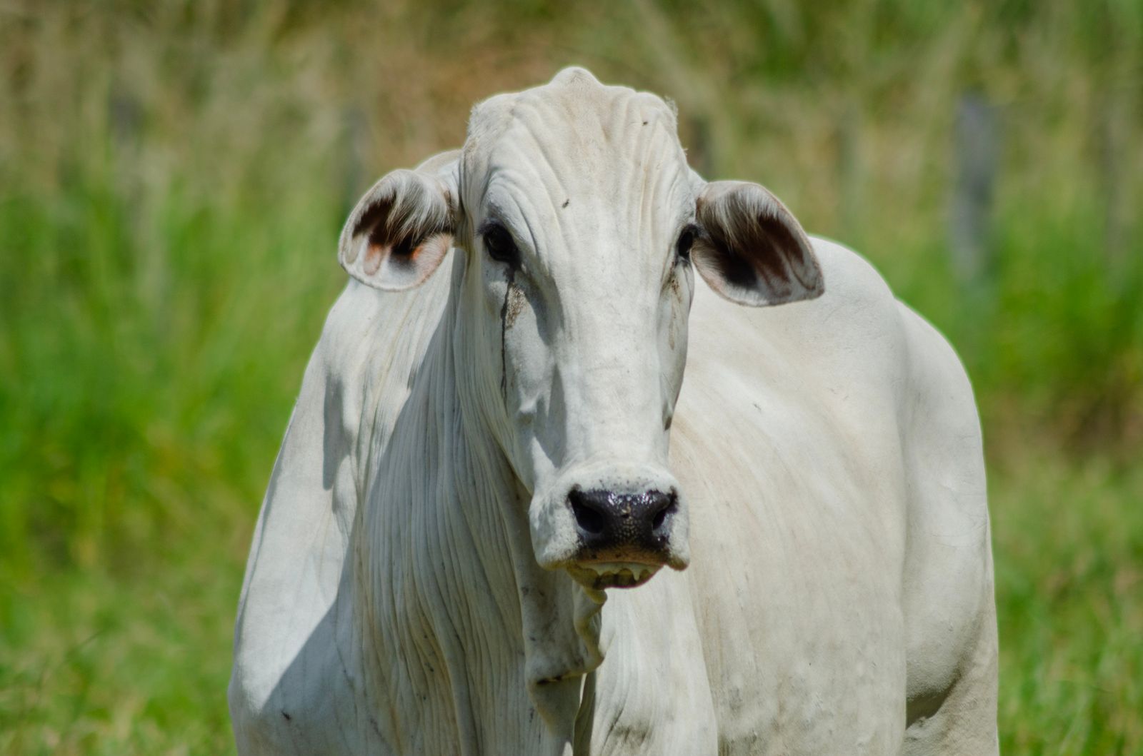 Bovino zebuíno branco em pasto, raça de alto valor genético
