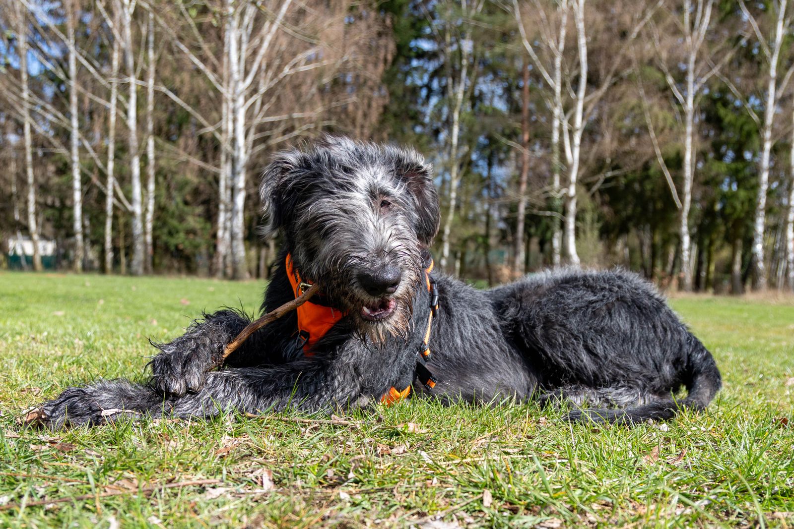 Wolfhound Irlandês de pelagem escura ao ar livre segurando um graveto