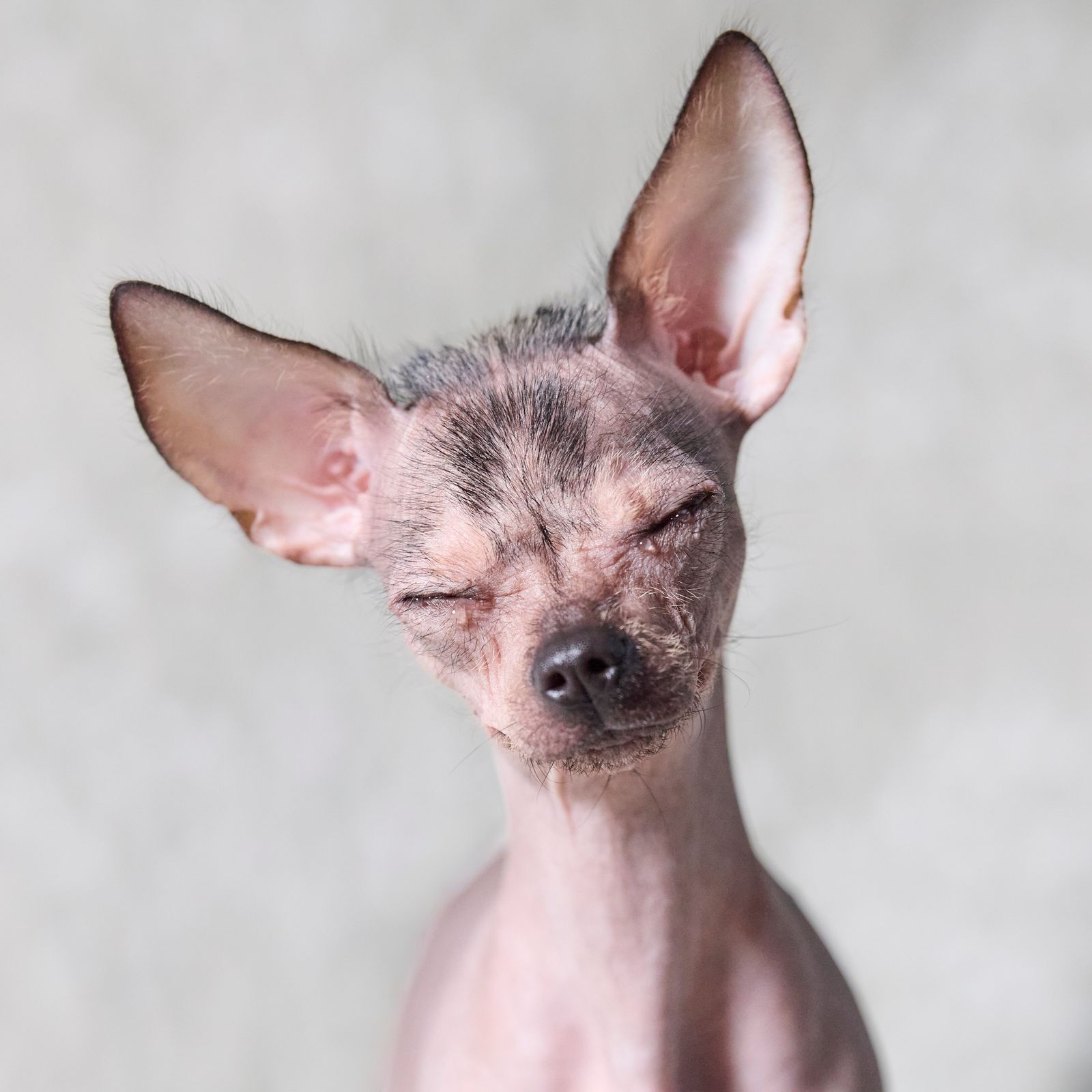 Retrato de um cão Xoloitzcuintli sem pelos, de olhos fechados